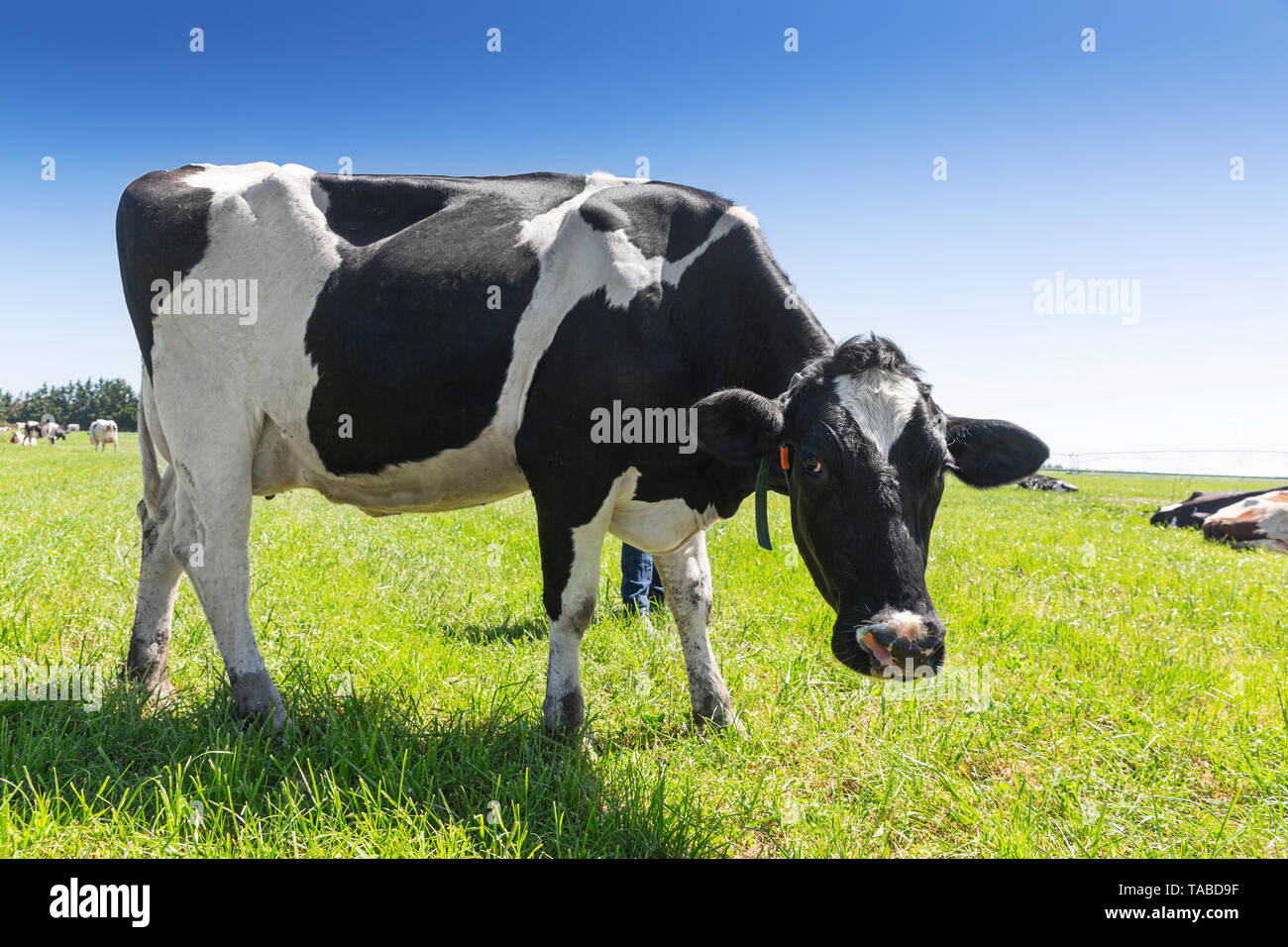 Vache laitière holstein friesian sur l'herbe verte. Banque D'Images