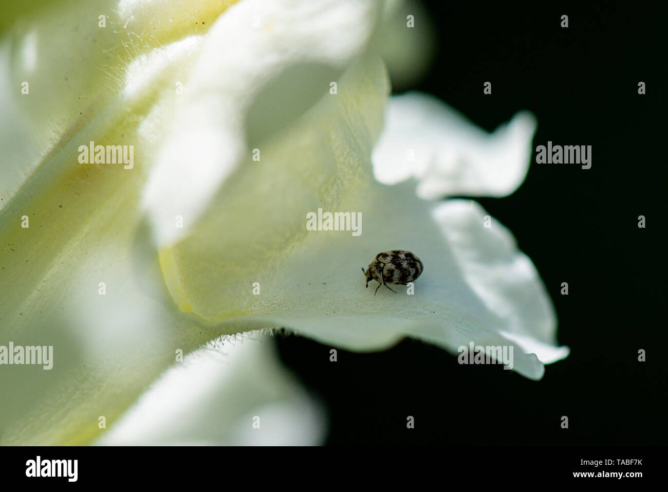 A14-coccinelle tachetée (Propylea quattuordecimpunctata) sur les pétales d'un snapdragon blanc Banque D'Images