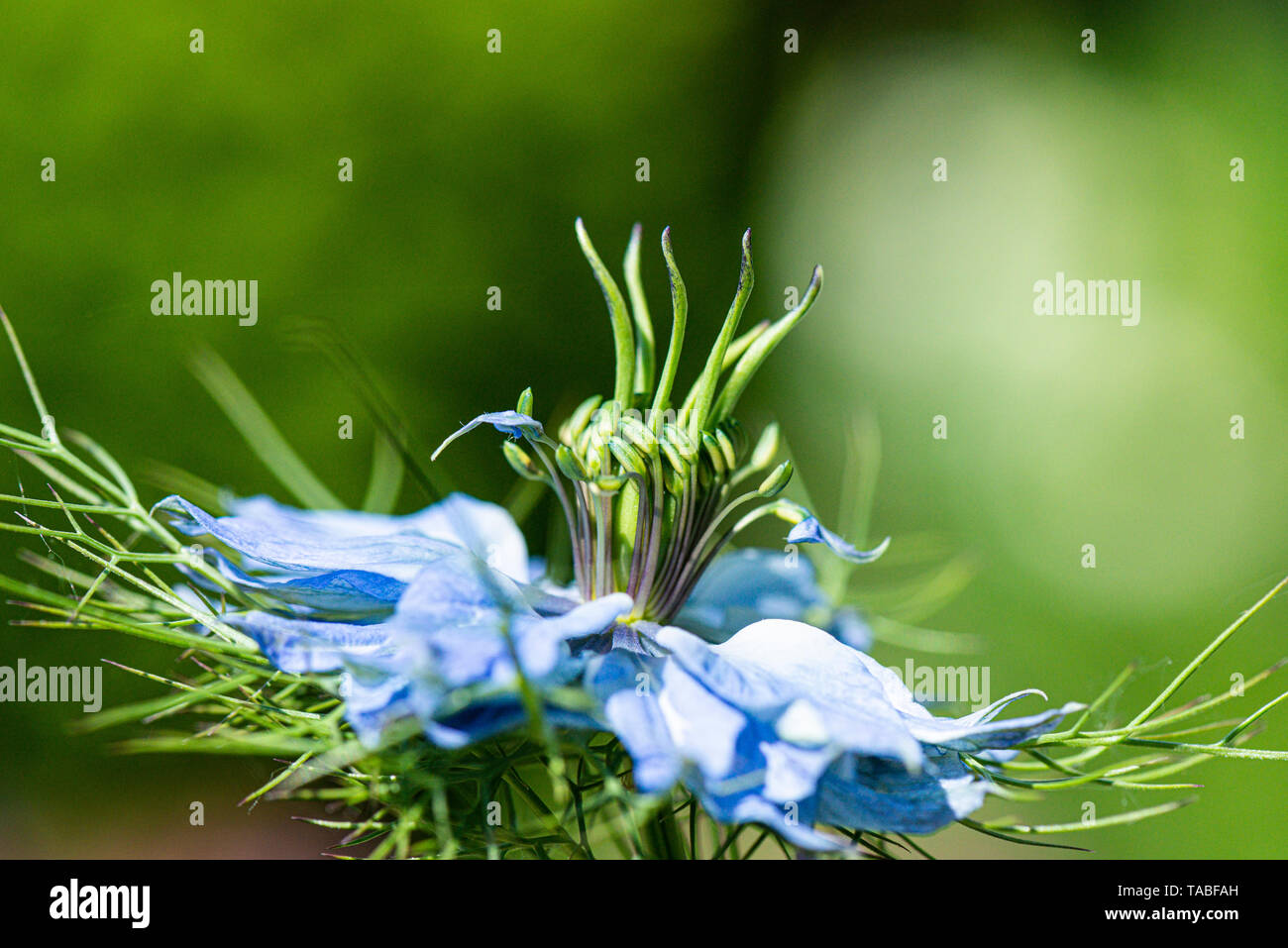 Un gros plan de la fleur d'un amour-dans-un-mist (Nigella damascena) Banque D'Images