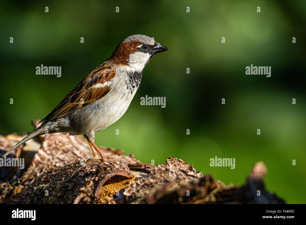 Moineau domestique au printemps en pays de Galles Banque D'Images