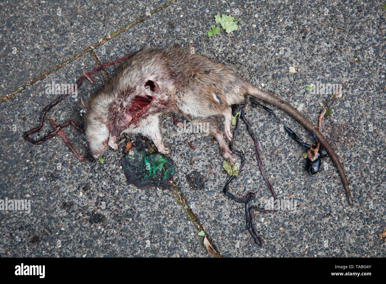 Rat mort au bord de la route, de l'Allemagne. tote Ratte am Strassenrand, Deutschland. Banque D'Images