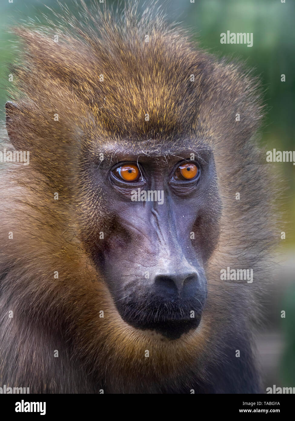 Drill Mandrillus leucophaeus femelle adulte portrait captif Banque D'Images