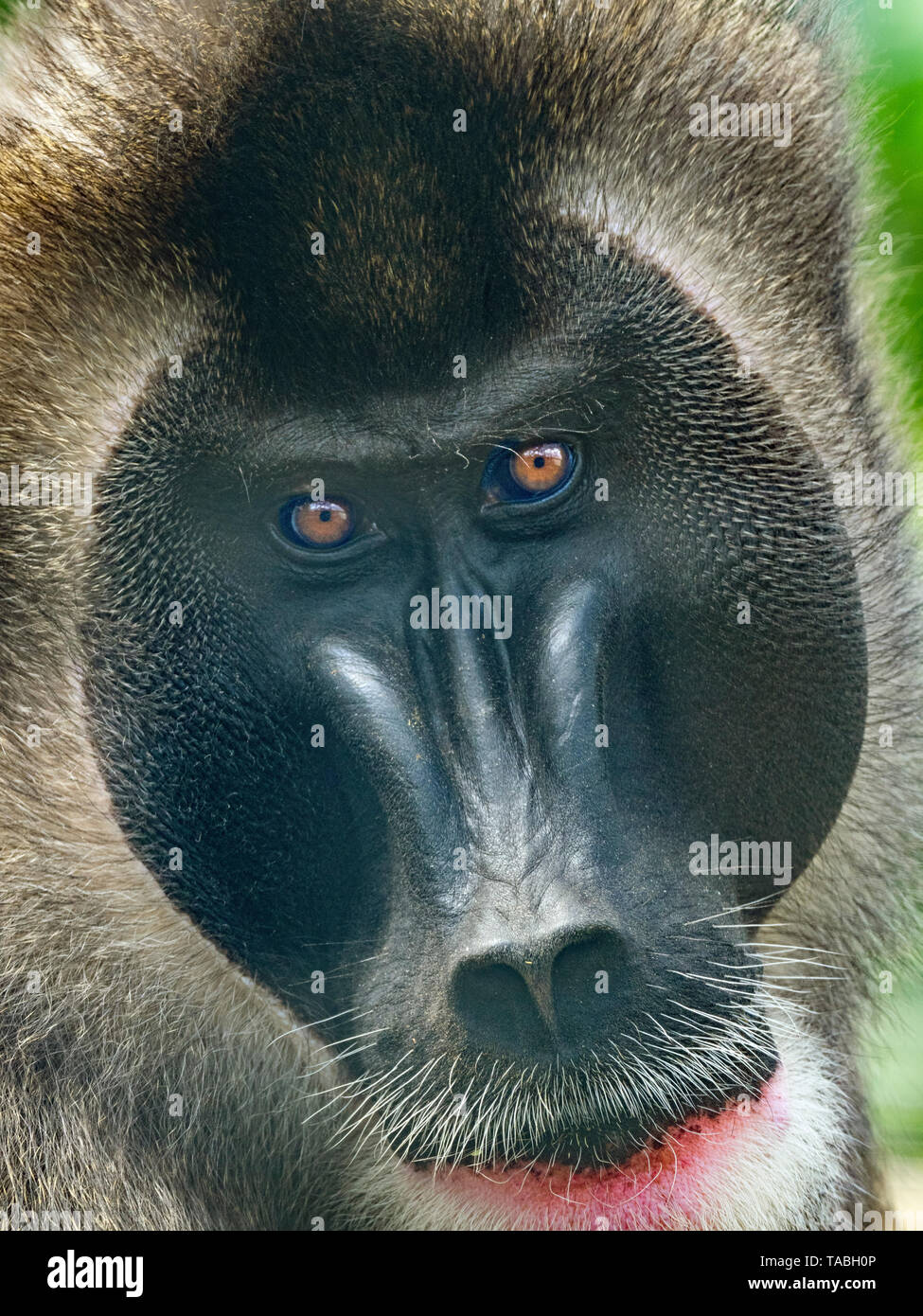 Drill Mandrillus leucophaeus mâles adultes portrait captif Banque D'Images