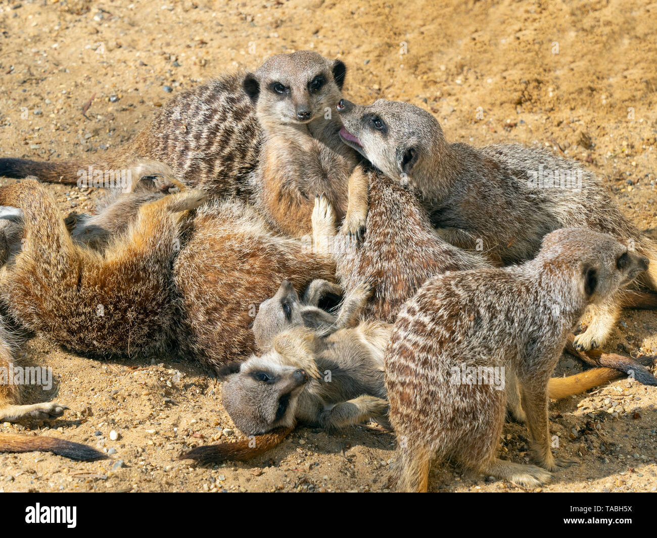 Les suricates Suricata suricatta suricate ou interaction de groupe Banque D'Images