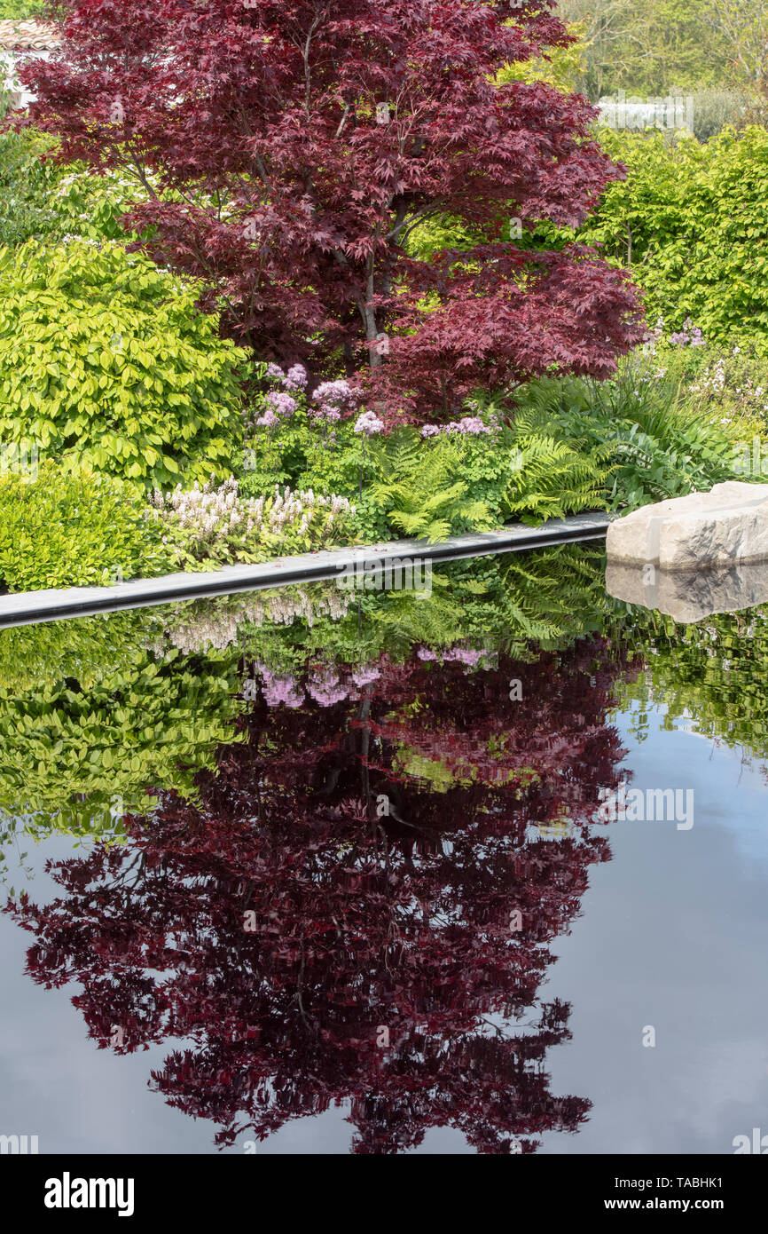 Acer tree se reflétant dans les feuilles de l'étang de jardin créatif. Un jardin de recueillement à Malvern ERS spring show 2019, Worcestershire, Angleterre. Banque D'Images