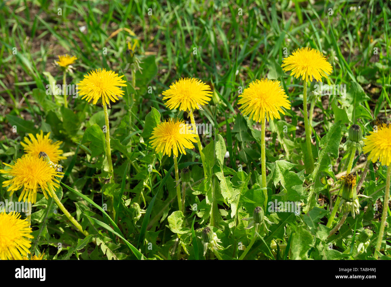 La fleur de pissenlit pousse sur arrière-plan de l'herbe verte au printemps journée solaire Banque D'Images