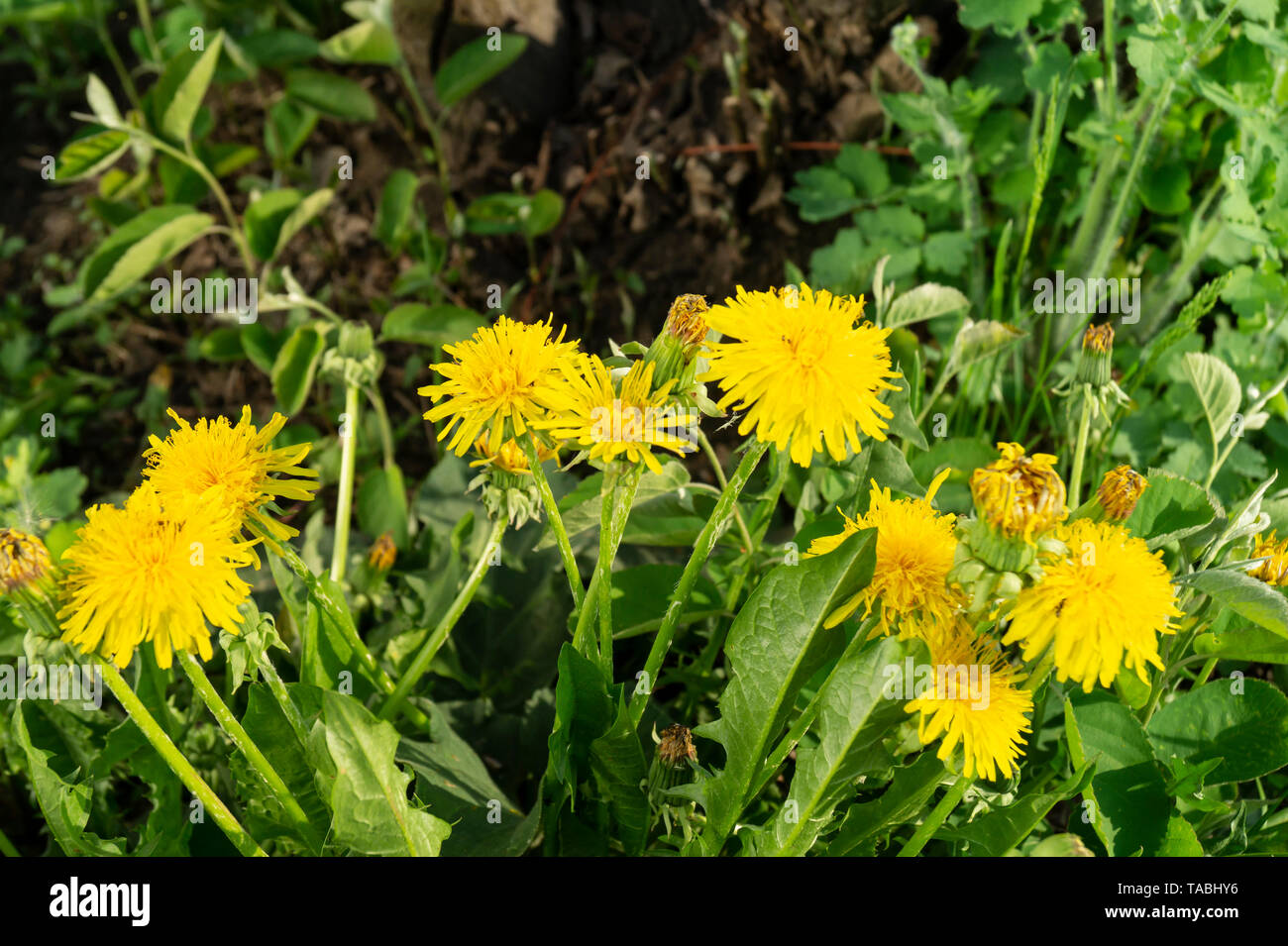 La fleur de pissenlit pousse sur arrière-plan de l'herbe verte au printemps journée solaire Banque D'Images