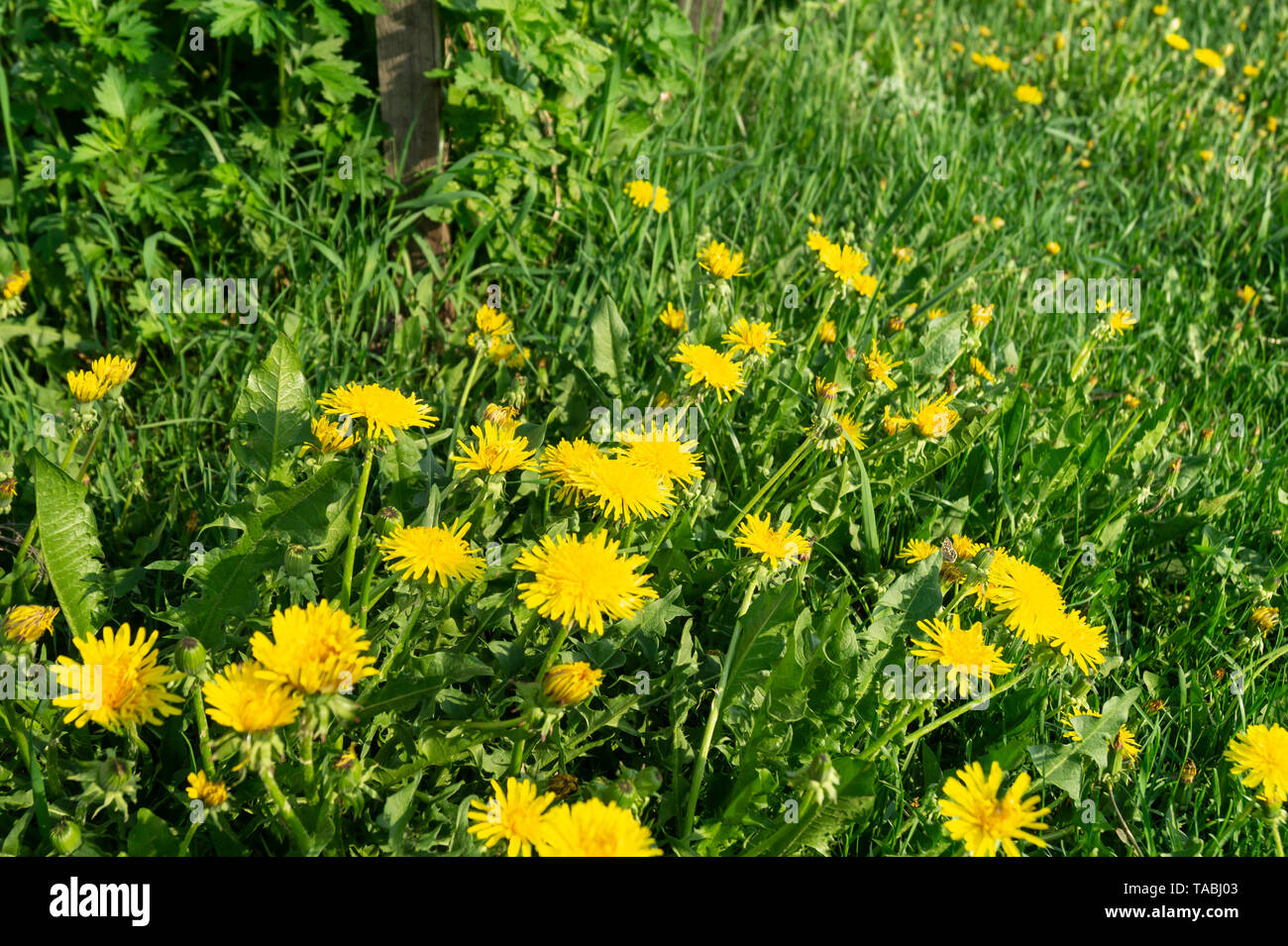 La fleur de pissenlit pousse sur arrière-plan de l'herbe verte au printemps journée solaire Banque D'Images