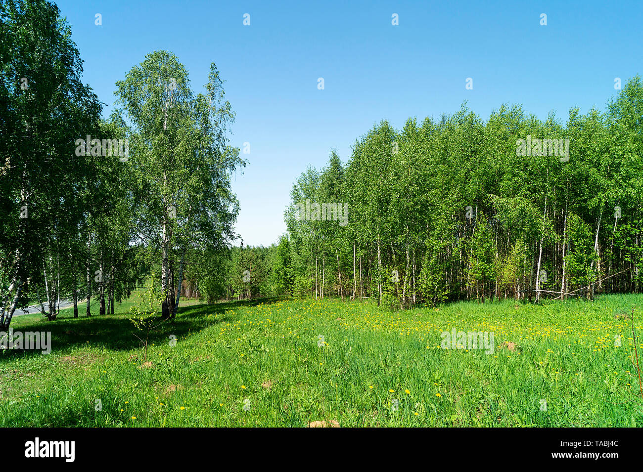 Bois de bouleau au printemps durée du jour solaire sur fond de ciel bleu Banque D'Images