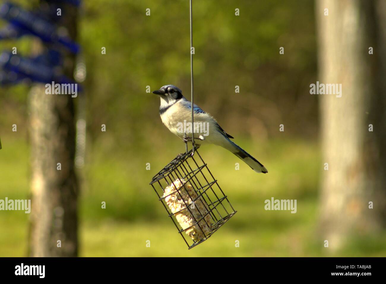 Un geai bleu assis sur une cage de gâteau de rognon Banque D'Images