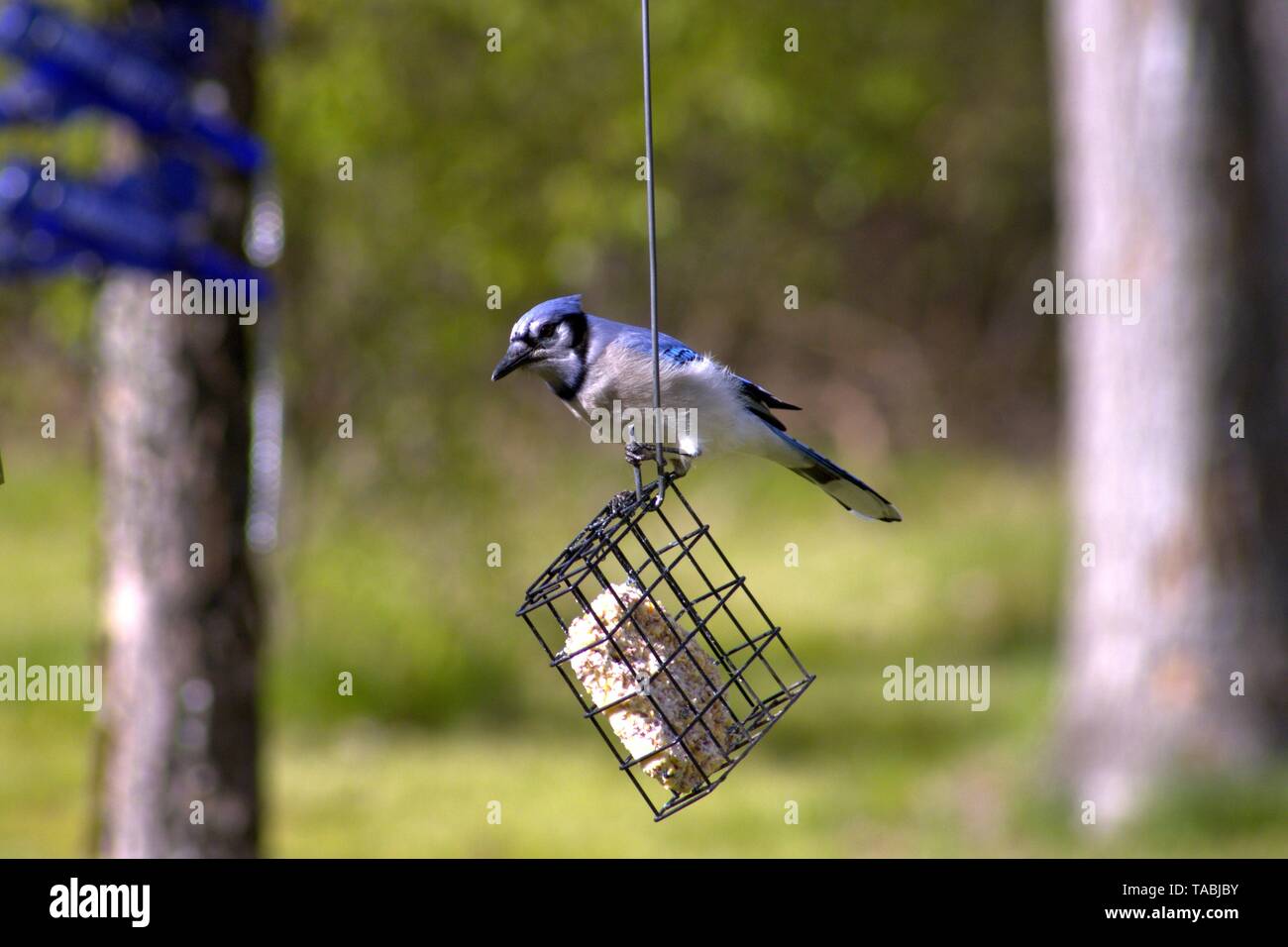 Un geai bleu de manger un gâteau de rognon Banque D'Images
