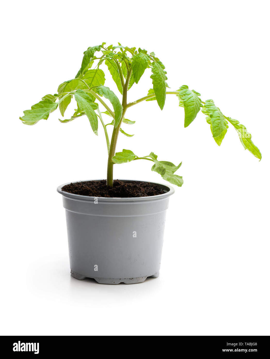 Plant de tomate en pot isolé sur fond blanc Banque D'Images