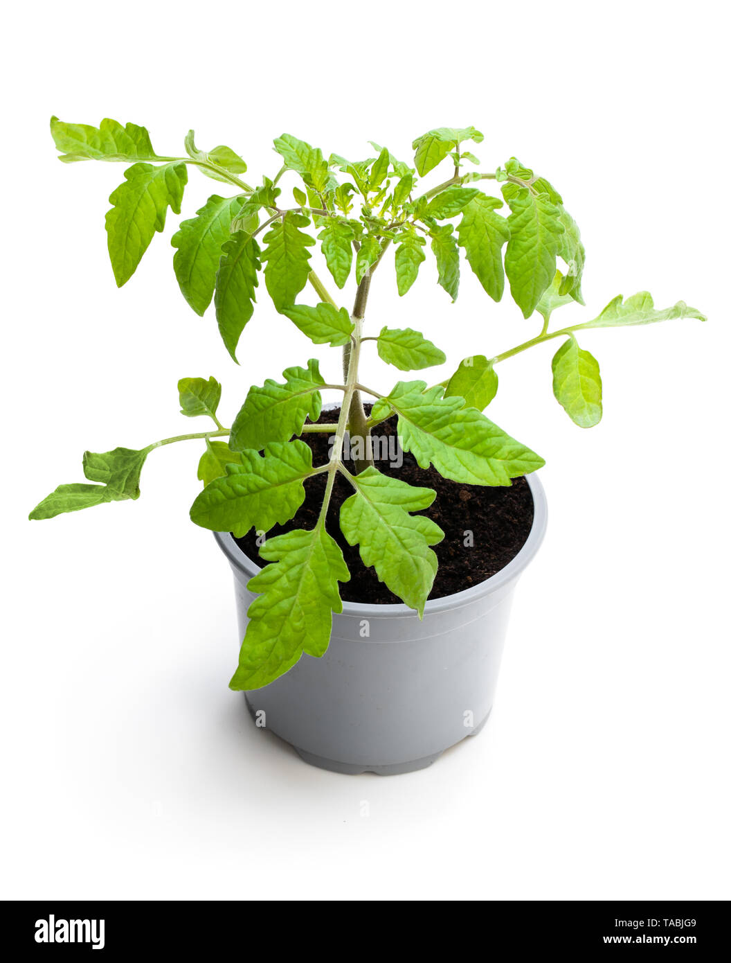 Plant de tomate en pot isolé sur fond blanc Banque D'Images