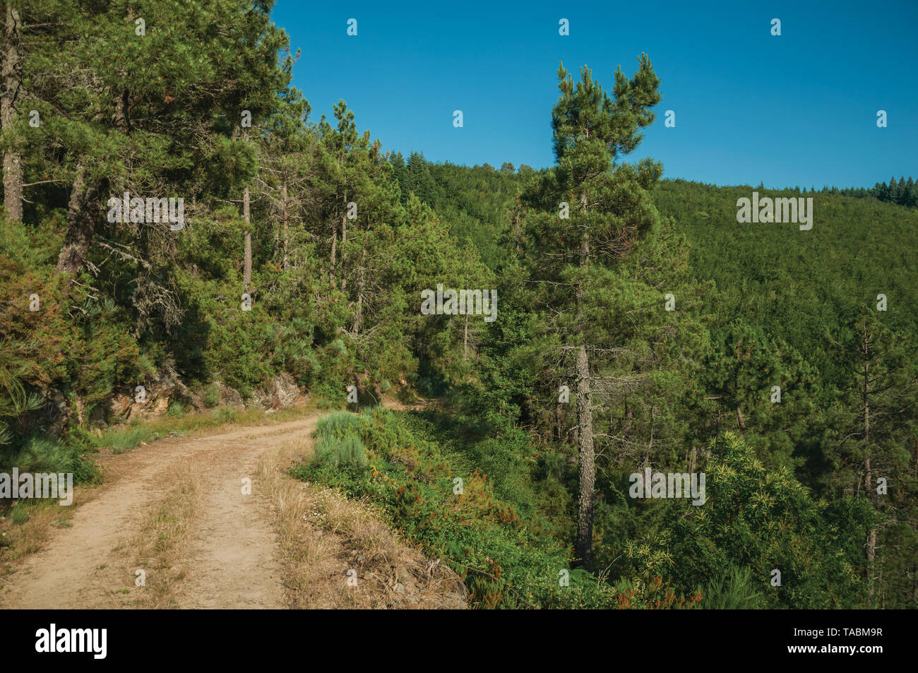 Chemin de terre traversant des terrains vallonnés couverts par des arbres à des hautes terres de Serra da Estrela. La plus haute chaîne de montagne au Portugal continental. Banque D'Images