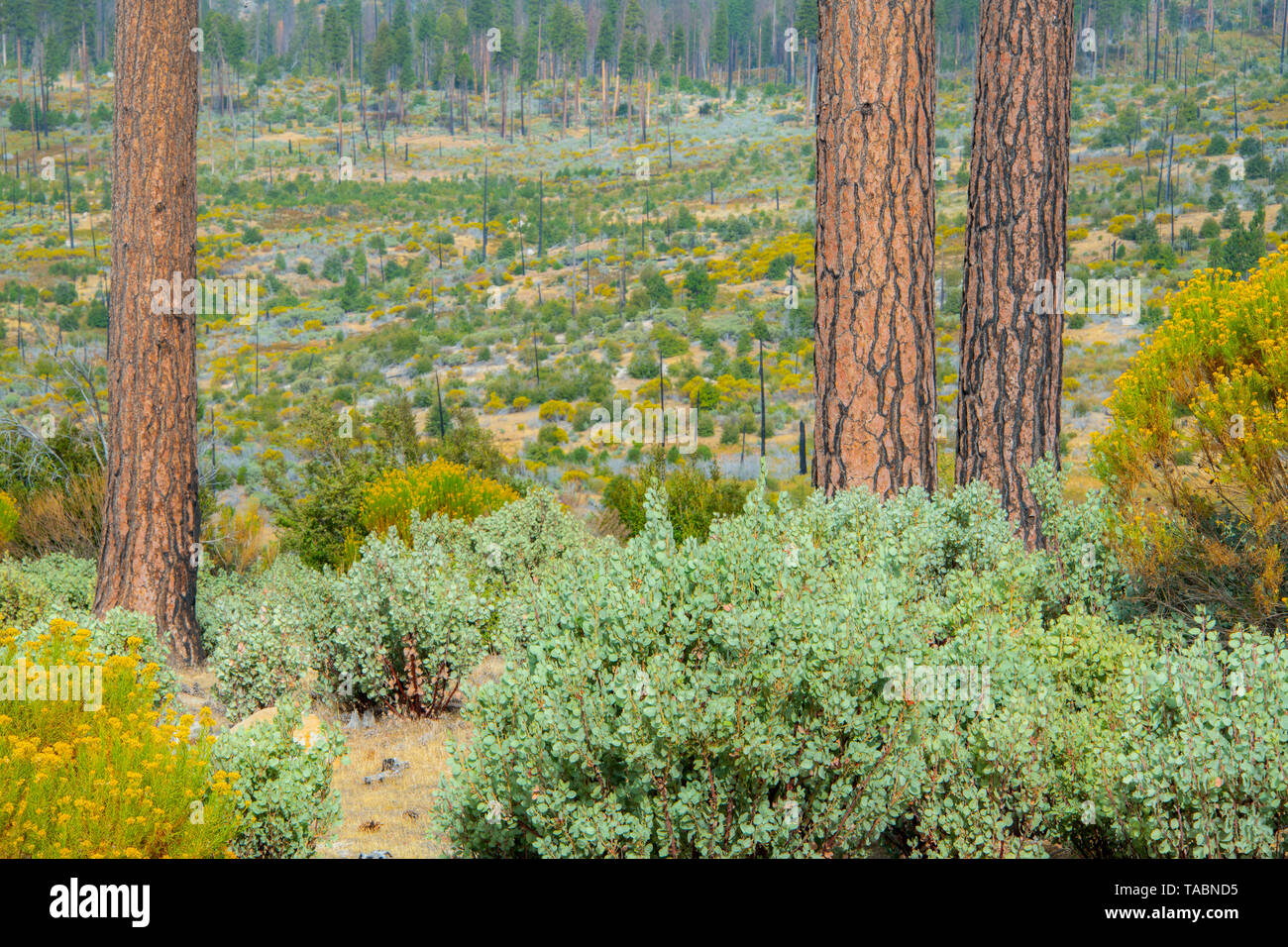 L'écosystème et hotspots de pin ponderosa interface, Yosemite National Park, California, USA, par Bill Lea/Dembinsky Assoc Photo Banque D'Images