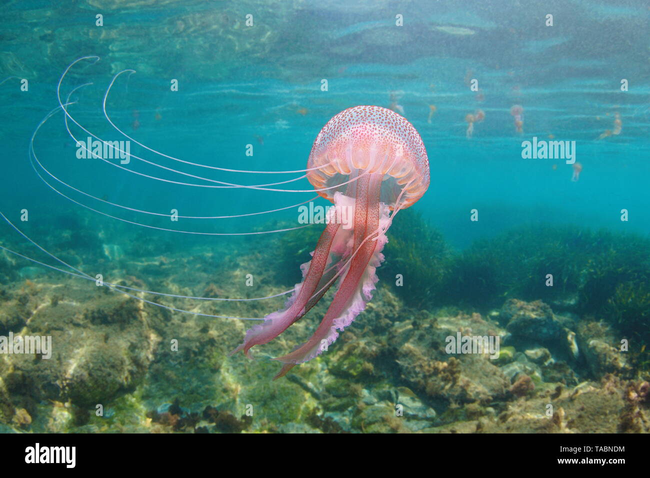 Belles méduses sous l'eau à la mer Méditerranée, Mauves Pelagia noctiluca stinger Banque D'Images
