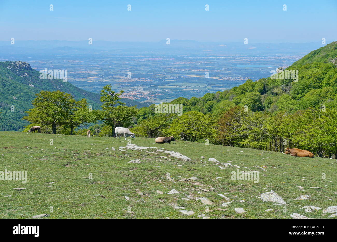 France paysage, vaches dans les pâturages dans la montagne, avec en arrière-plan la plaine du Roussillon, massif des Albères, Pyrénées Orientales Banque D'Images