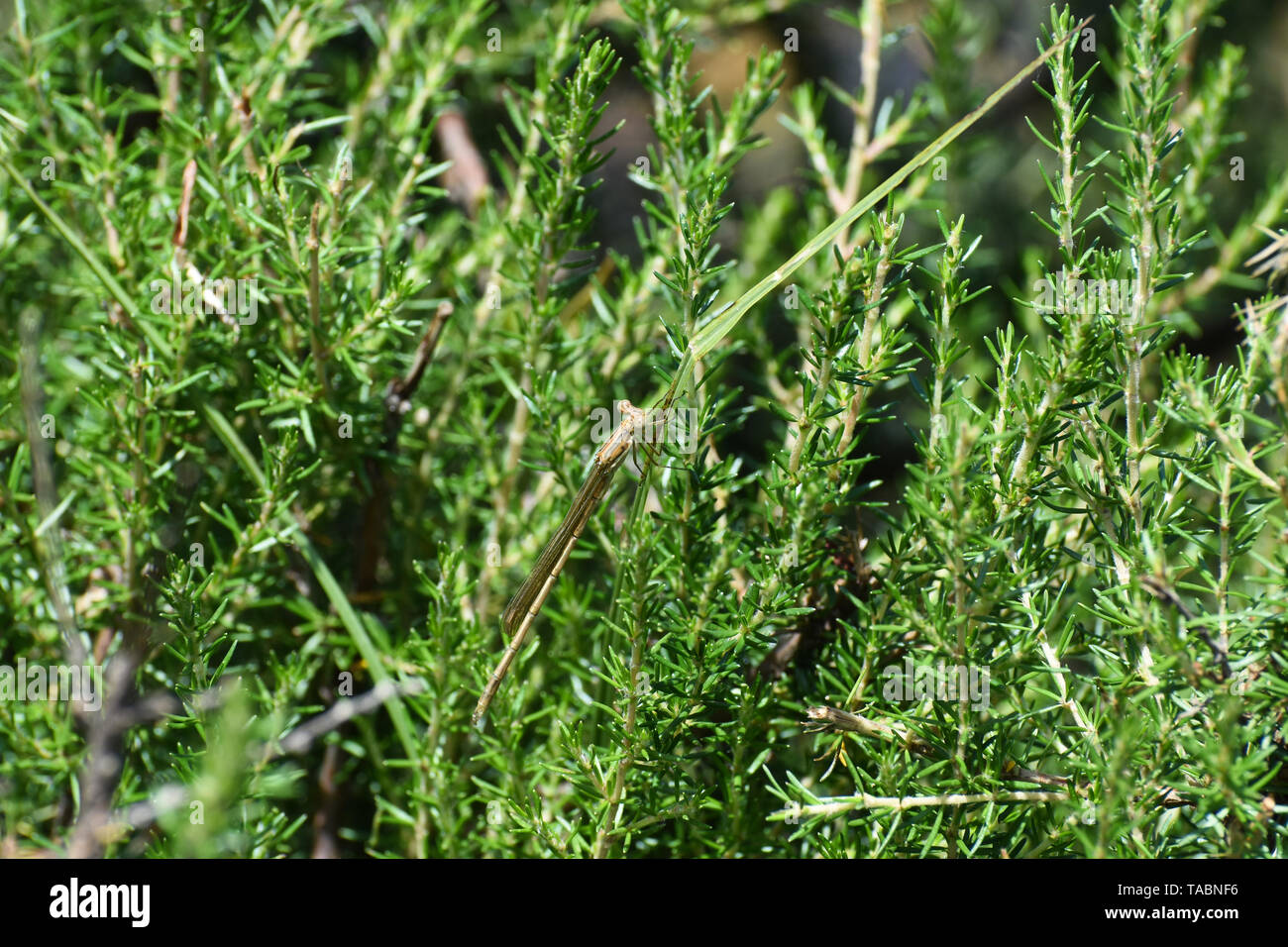 Venturon montagnard commun se cachent des demoiselles dans la végétation (ceriagrion glabrum) Banque D'Images