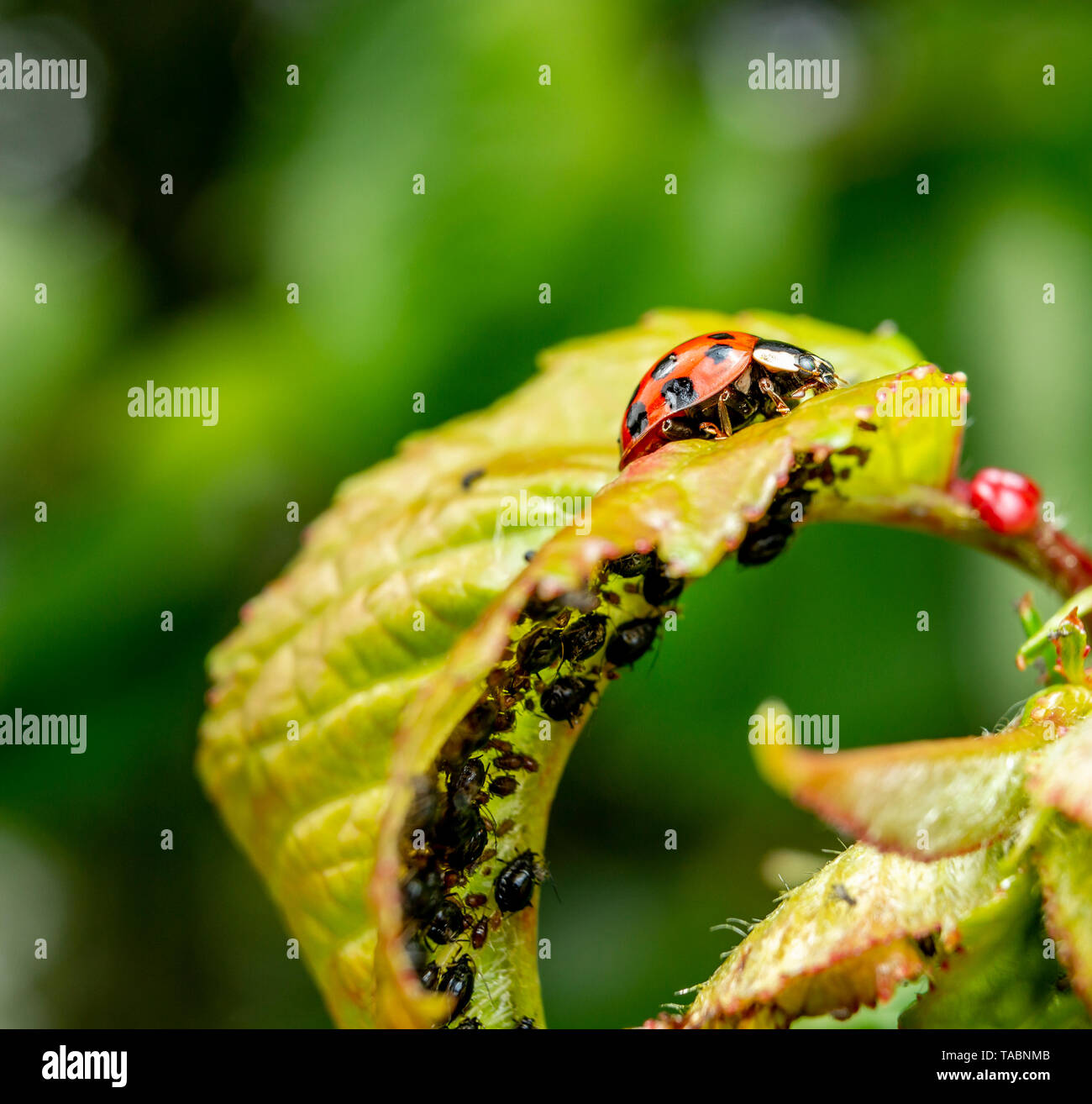 Coccinelle et pucerons sur des feuilles de cerisier Banque D'Images