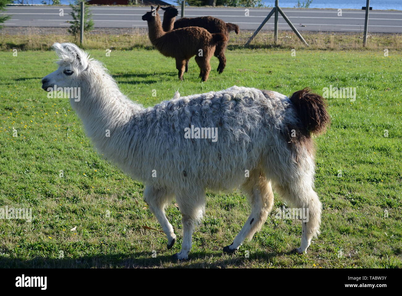 Les lamas à Puerto Varas AU CHILI. Banque D'Images