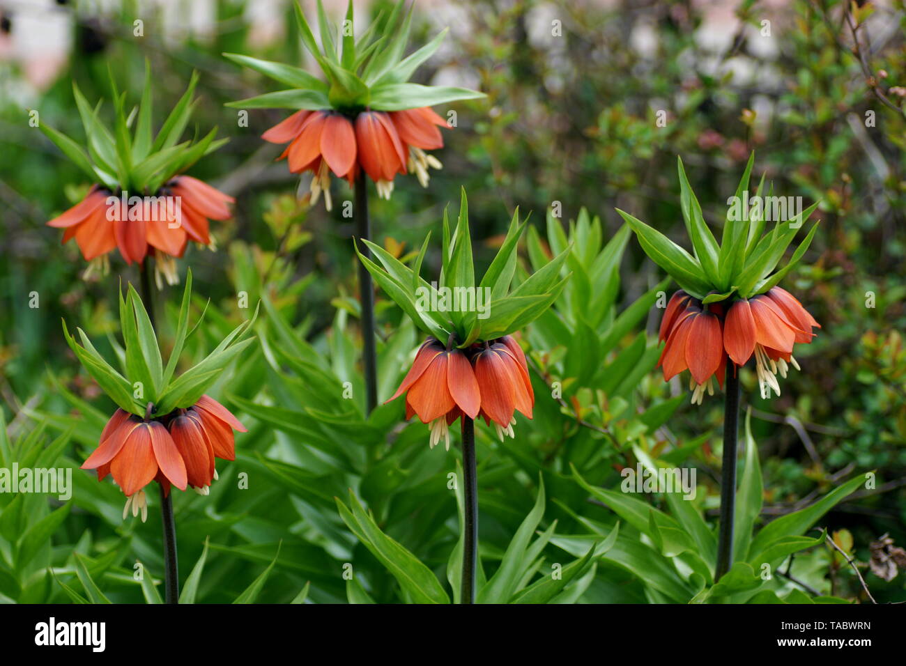 Cinq plantes à fleurs Fritillaria imperialis close-up. Fritillaria imperialis (Crown Imperial, Imperial fritillary ou Kaiser's crown) Banque D'Images