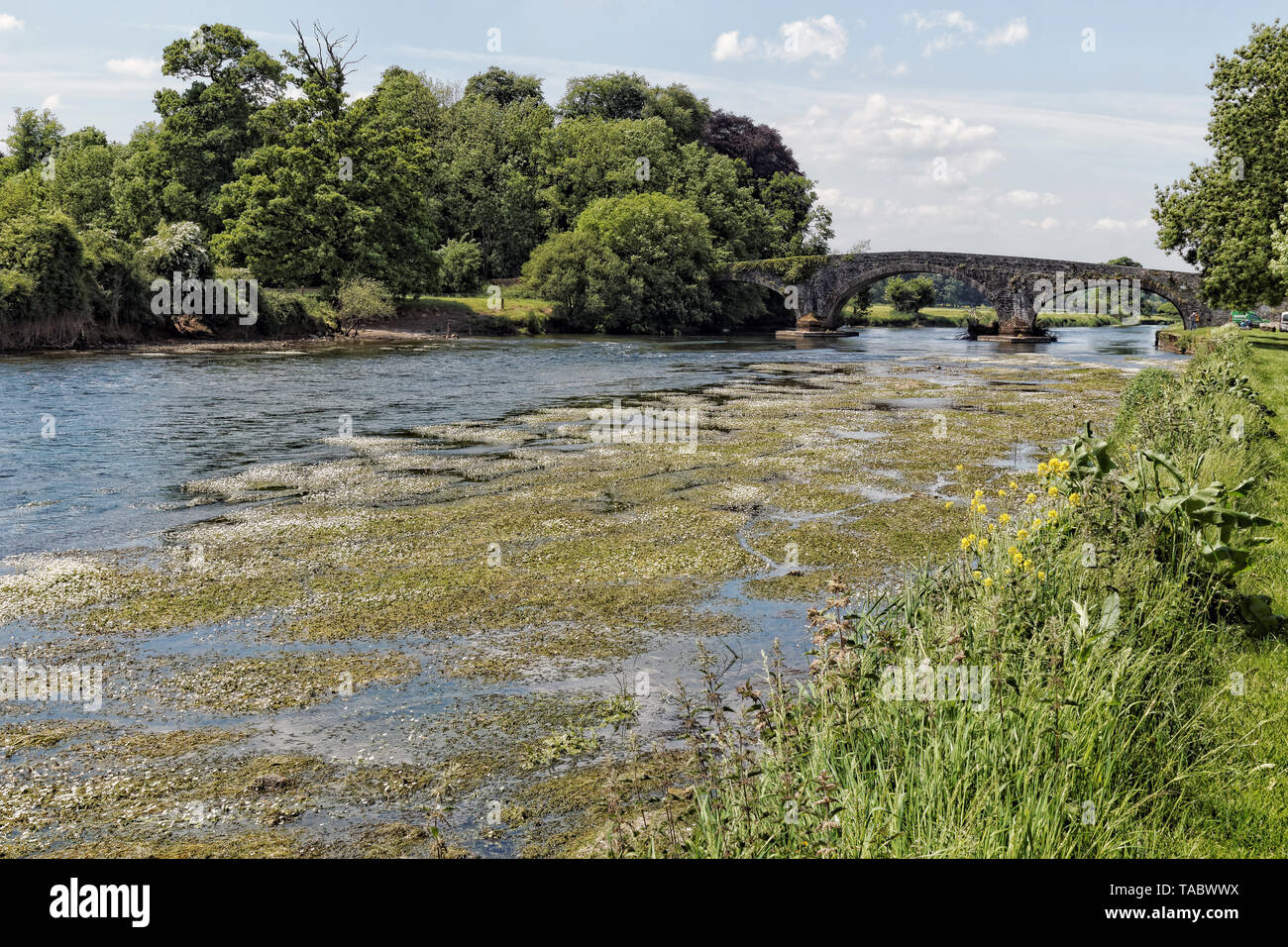 Image de la Suir River en été envahi par la végétation.L'Irlande. Banque D'Images