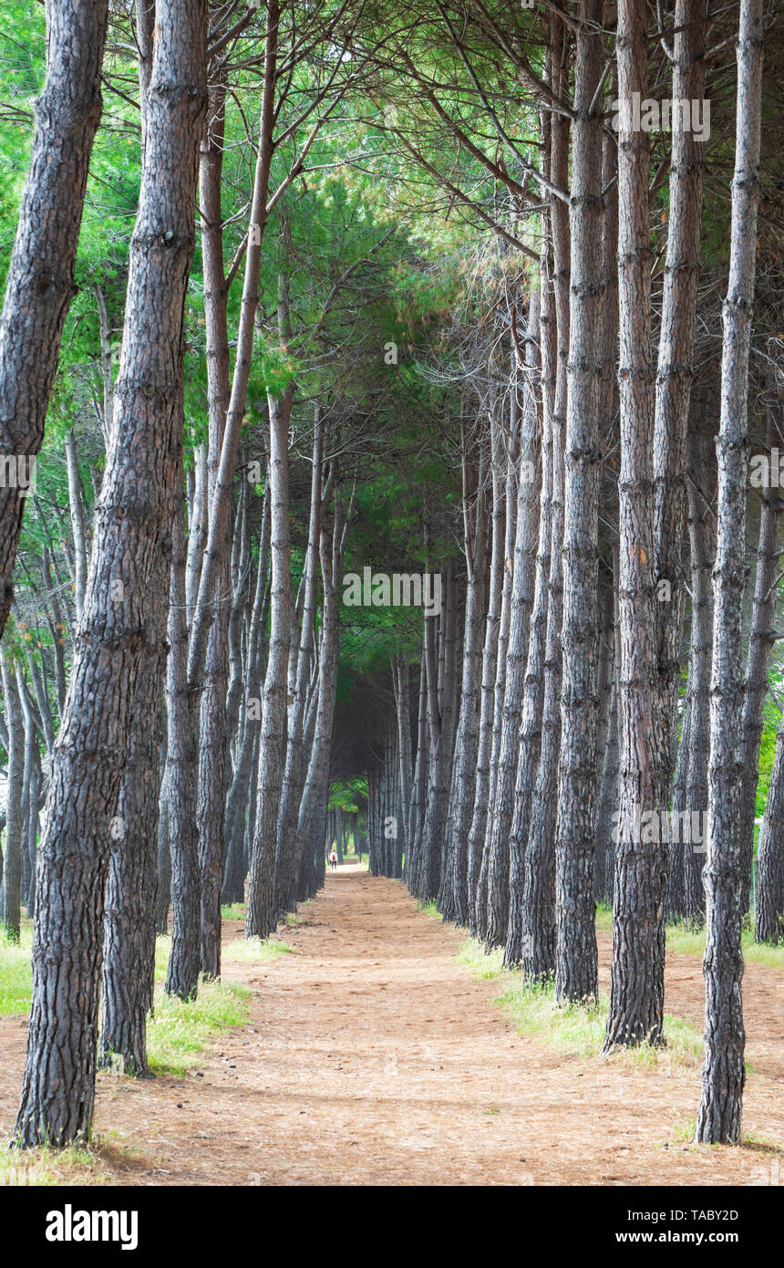 (Italie) - La plage de sable de touristique Abruzzes avec la grande forêt de pins et la célèbre tour château appelé Torre di Cerrano Banque D'Images