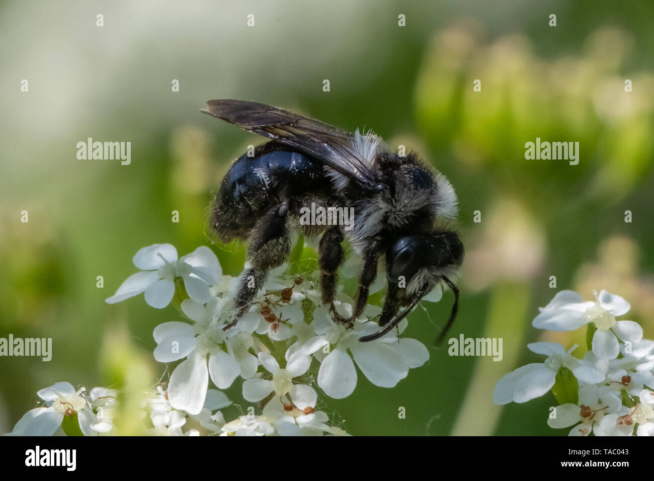 L'exploitation minière cendré (abeille Andrena cineraria) Banque D'Images