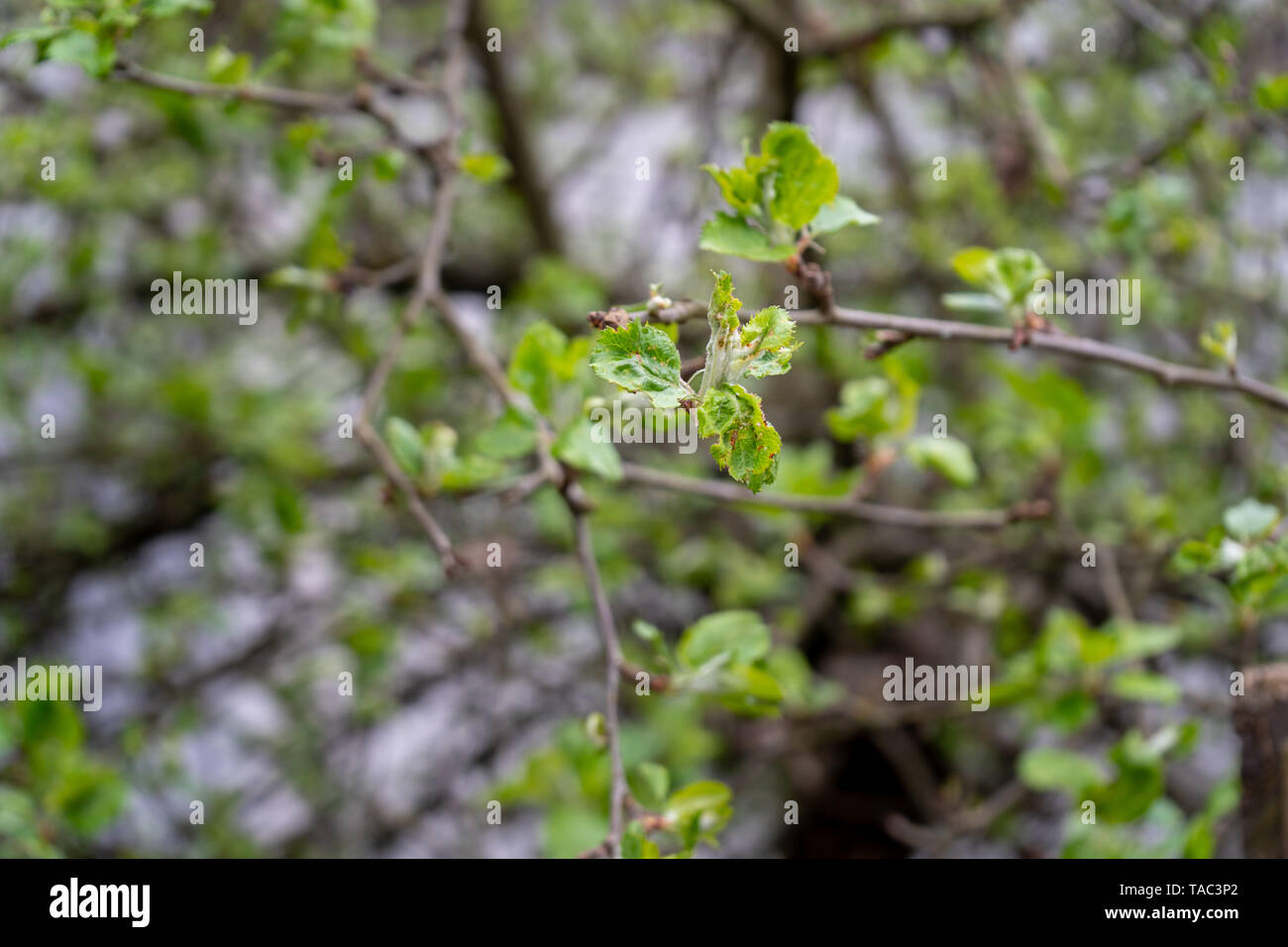 Apple tree nodes sur le point de s'épanouir en fleurs pour la pollinisation des fruits, sur un arbre fruitier. Banque D'Images