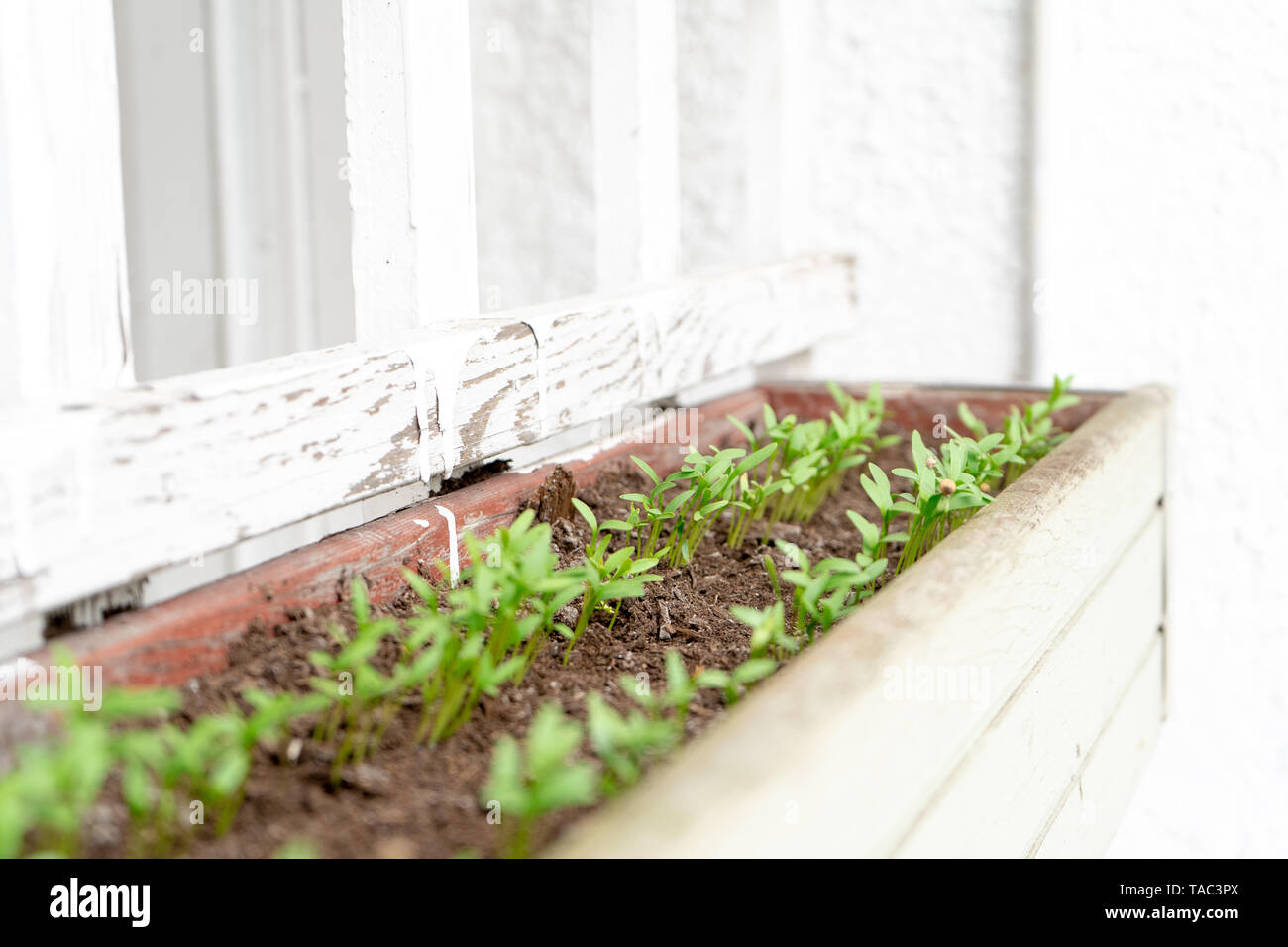 Coriandre (graines de coriandre) Germes de croissance (jeunes plants) dans un semoir, suspendu sur un patio. Accroché sur un treillis blanc, avec une lumière vive nourrir e Banque D'Images