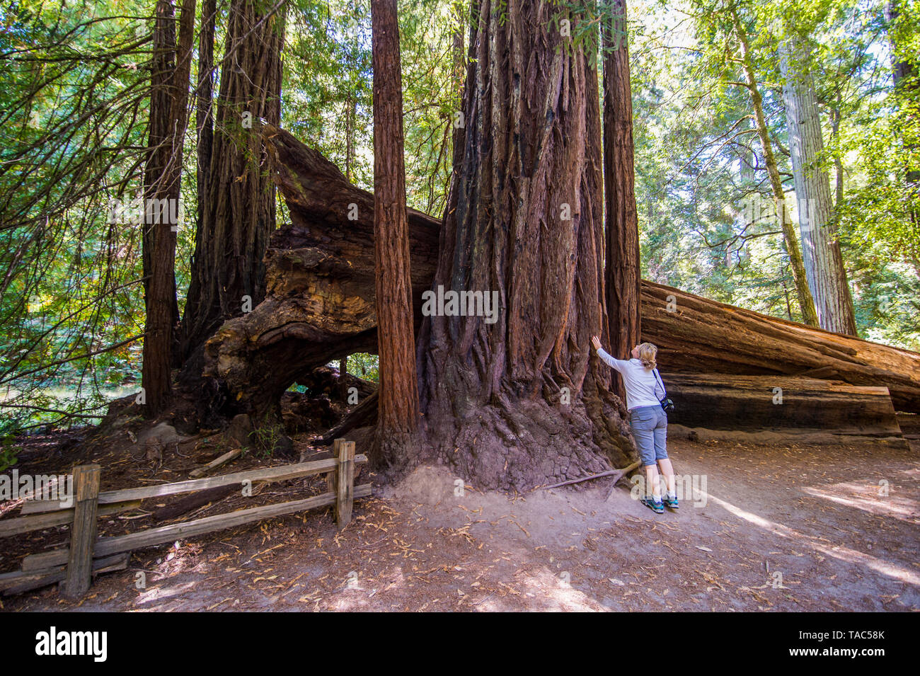 États-unis, Californie, Big Basin Redwoods State Park, femme debout devant un arbre séquoia géant Banque D'Images
