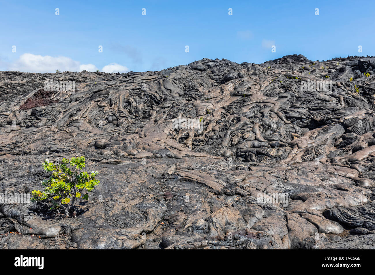 USA, Hawaii, Volcanoes National Park, plante qui pousse sur les roches ignées Banque D'Images