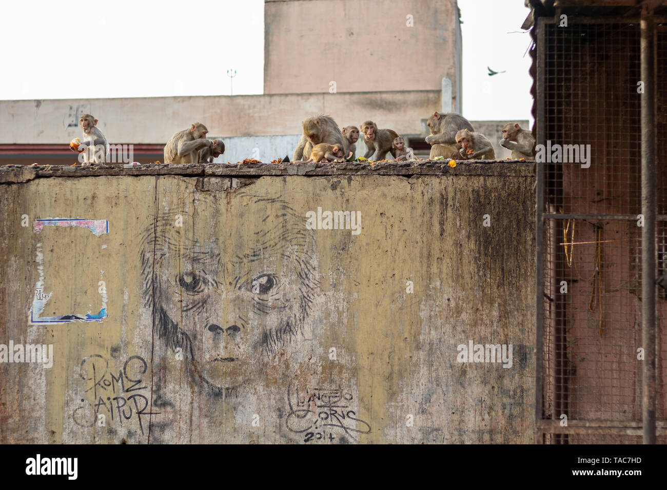 Groupe de singes manger des légumes au Temple de singe sur un mur avec monkey graffitis. Banque D'Images