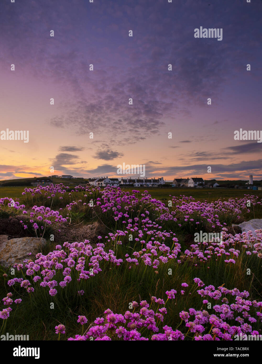 Portland, Dorset, UK. 23 mai 2019. Météo France : Le soleil se couche sur l'Île de Portland à la fin d'une belle journée de printemps. La sea thrift roses délicates fleurs sont en pleine floraison à l'île particulièrement pittoresque à cette époque de l'année. Credit : Celia McMahon/Alamy Live News. Banque D'Images