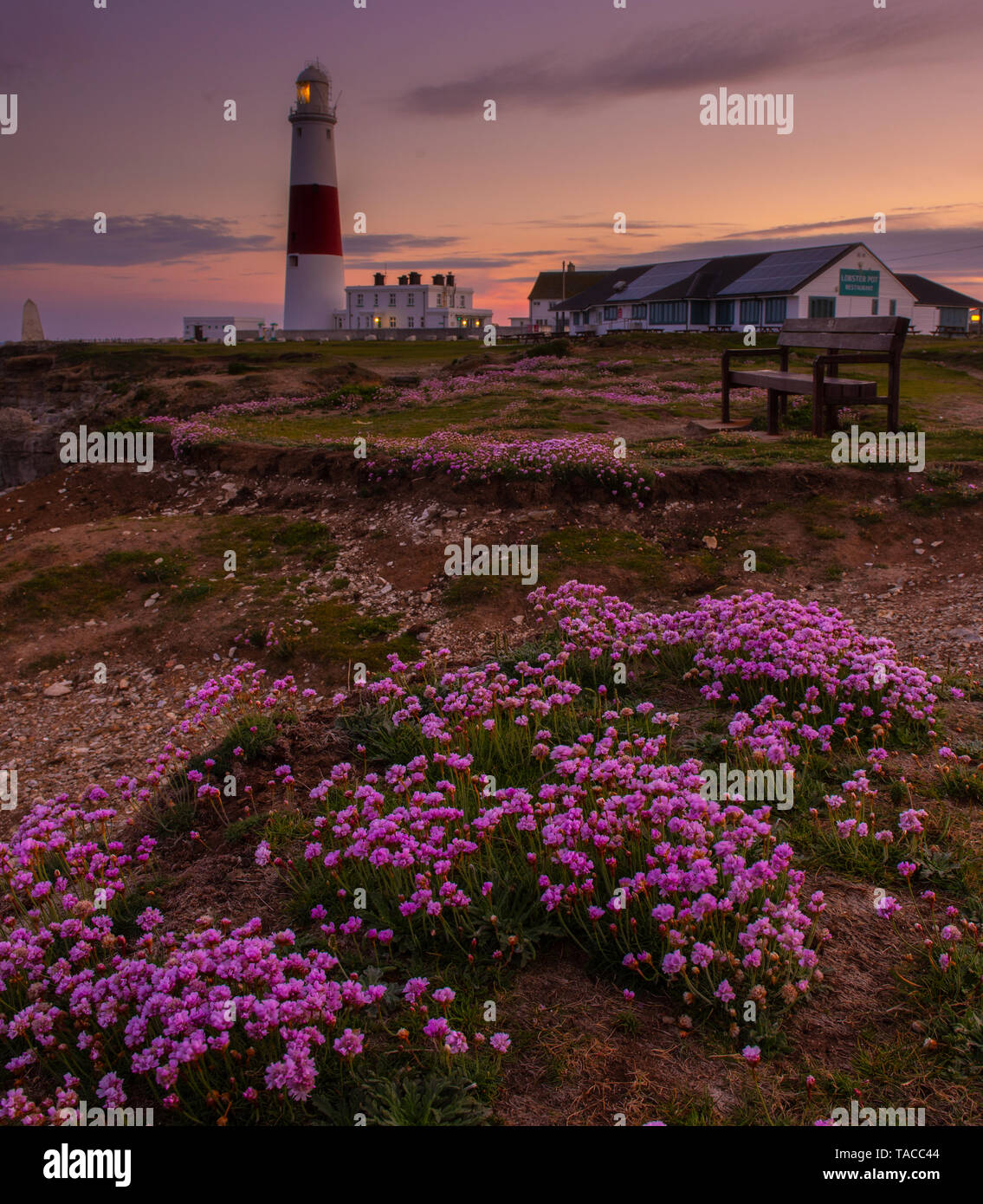 Portland, Dorset, UK. 23 mai 2019. Météo France : Le soleil se couche derrière l'emblématique Portland Bill lighthouse sur l'Île de Portland à la fin d'une belle journée de printemps. La sea thrift roses délicates fleurs sont en pleine floraison rendant le phare particulièrement pittoresque à cette époque de l'année. Credit : Celia McMahon/Alamy Live News. Banque D'Images