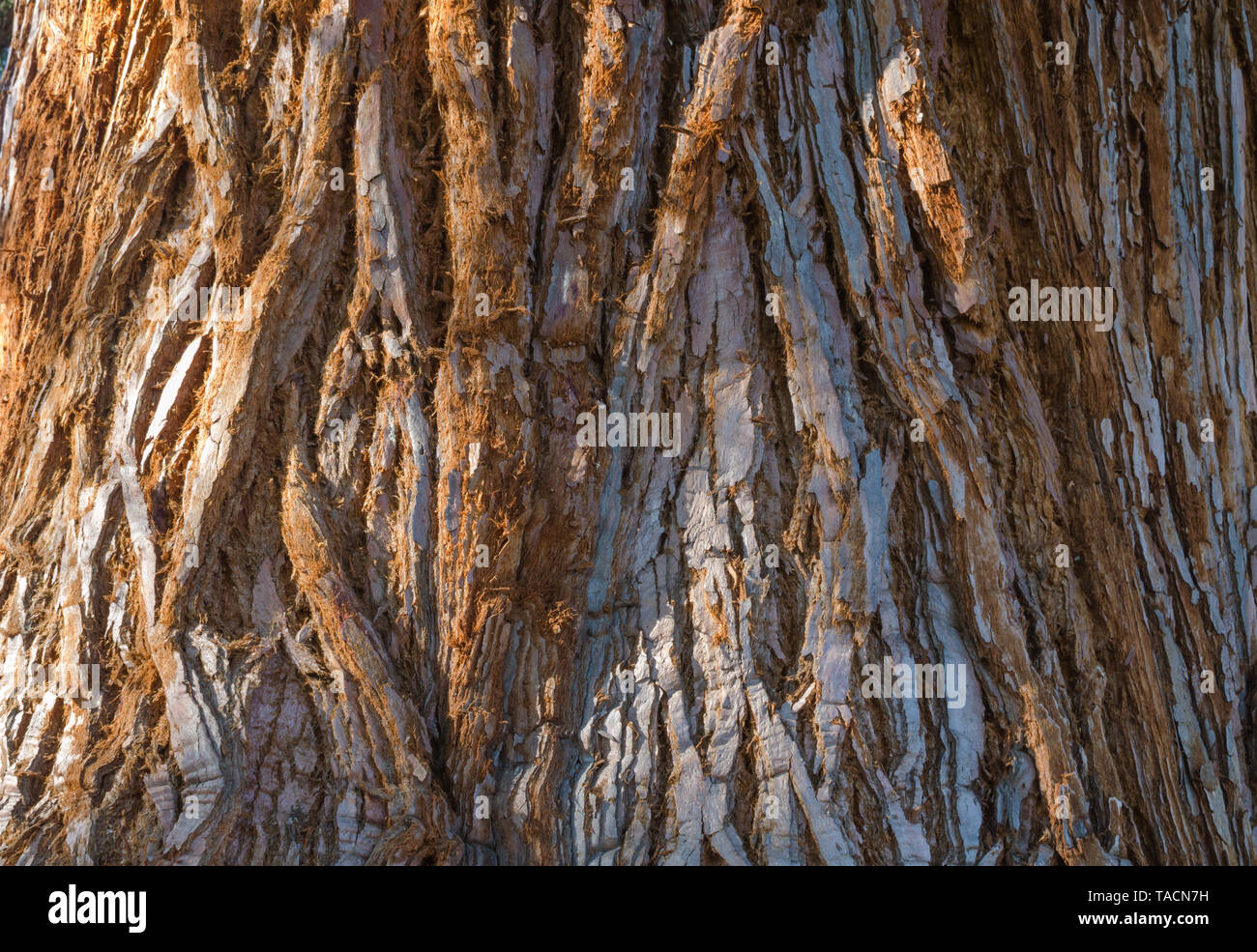 Le séquoia géant (Sequoiadendron giganteum) de l'écorce du tronc. Close up. Focus sélectif. Banque D'Images