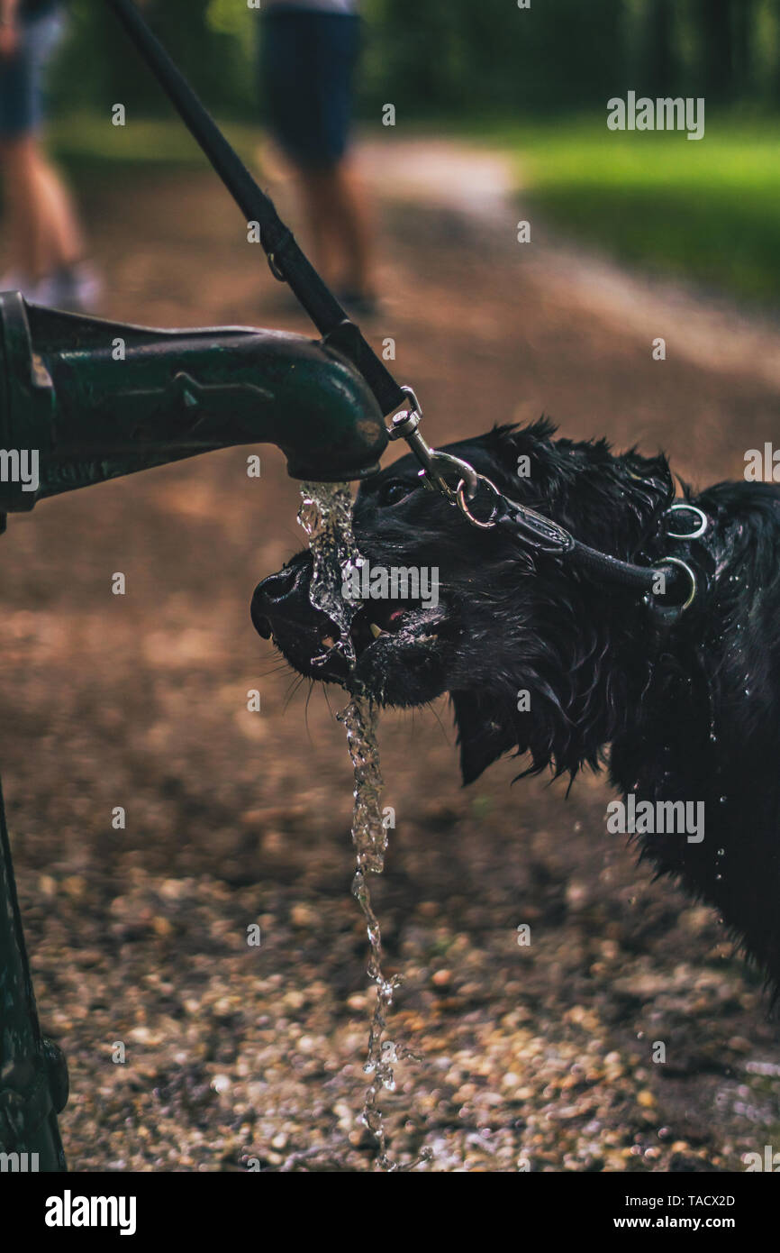 L'eau potable de la fontaine chien Banque D'Images