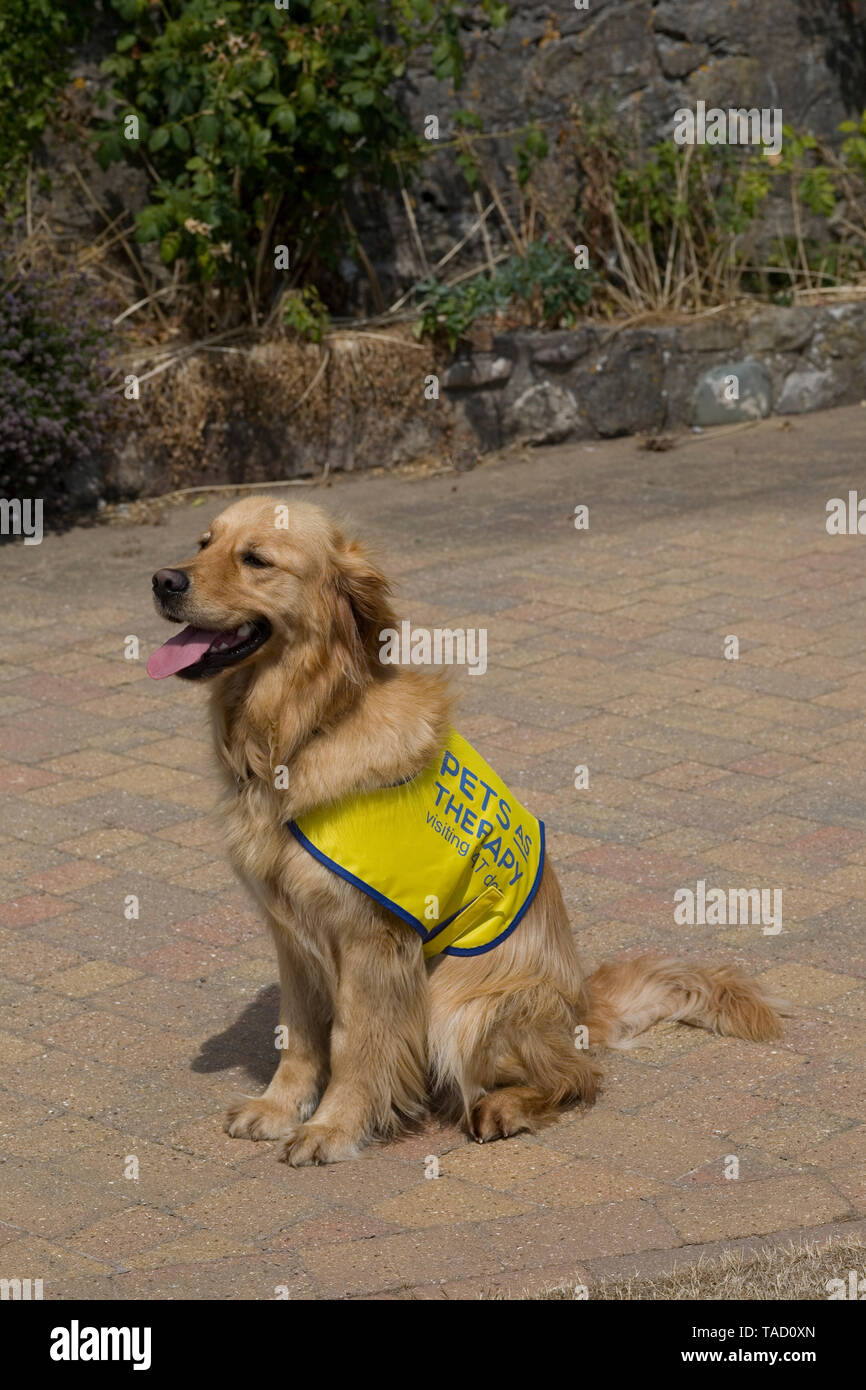 Chien de thérapie qualifiée avec animaux domestiques comme thérapie se trouve sur l'allée sur visite de retour à son éleveur Banque D'Images