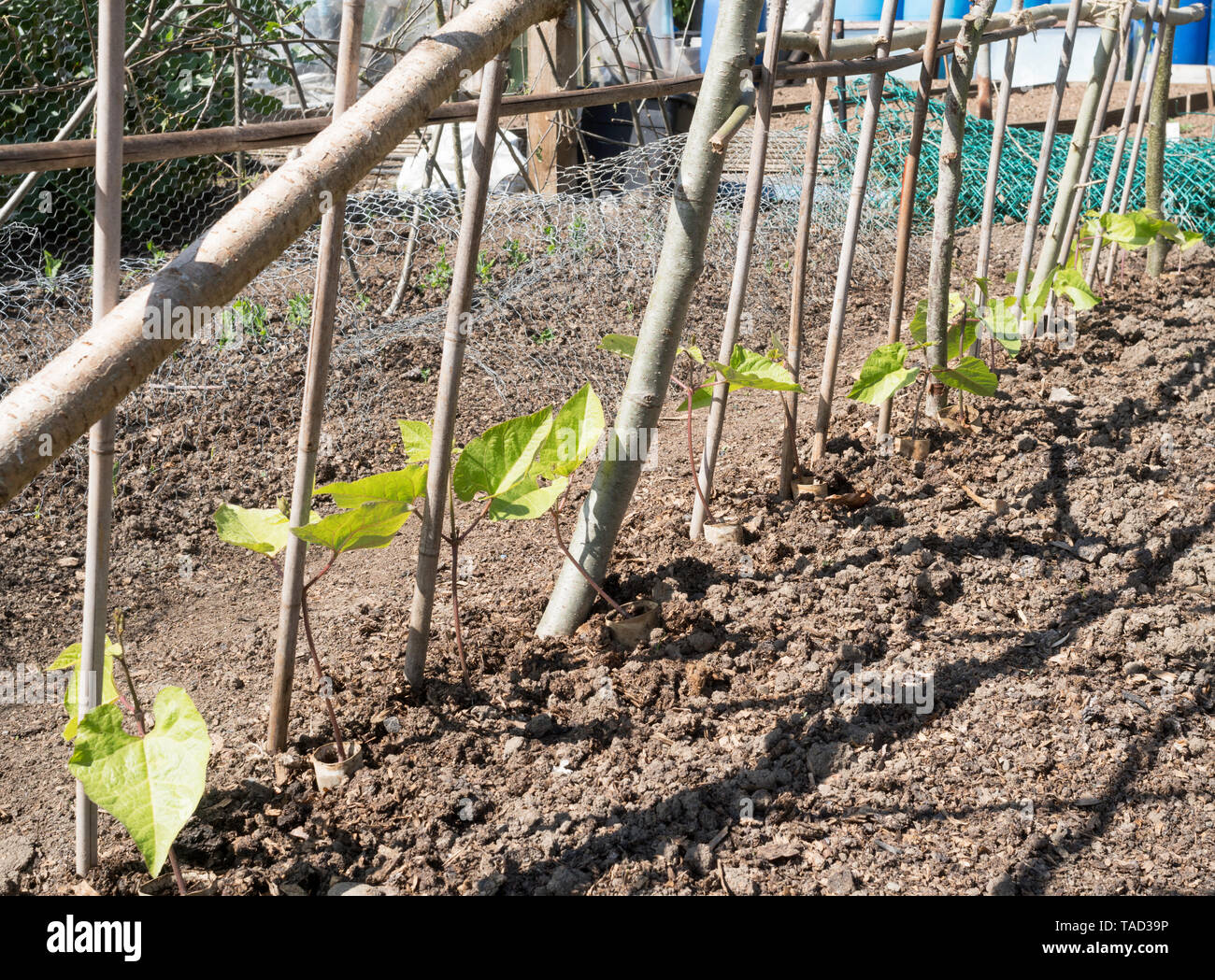 Les jeunes haricots, variété, Armstrong contre plantés dans les cannes d'un allotissement jardin, England, UK Banque D'Images