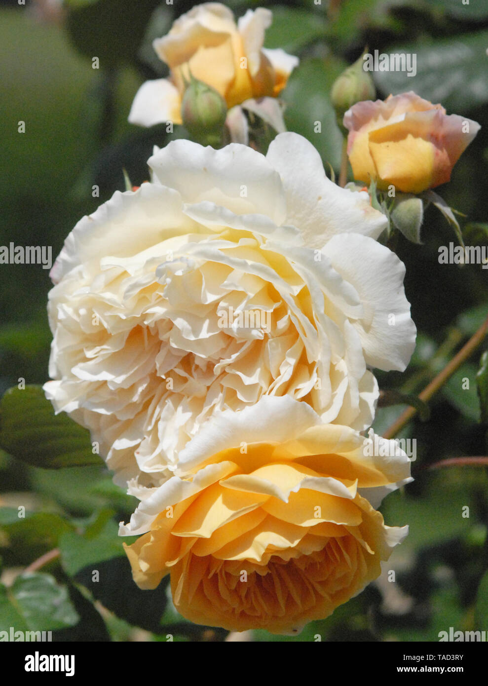 Rosa 'Crown Princess Margareta' a rosettes bien agencées avec un fort roulement parfum fruité assez grande, abricot-orange fleurs, Banque D'Images