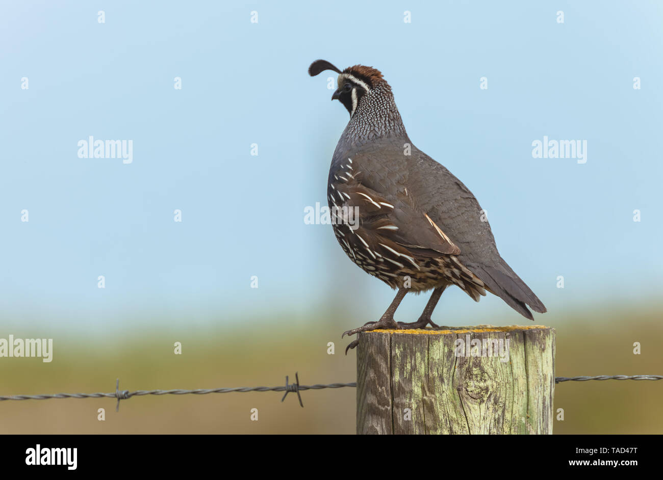 Portrait d'un colin de Californie (Callipepla californica) perching on sondage en bois, Point Reyes National Seashore, Californie, USA. Banque D'Images