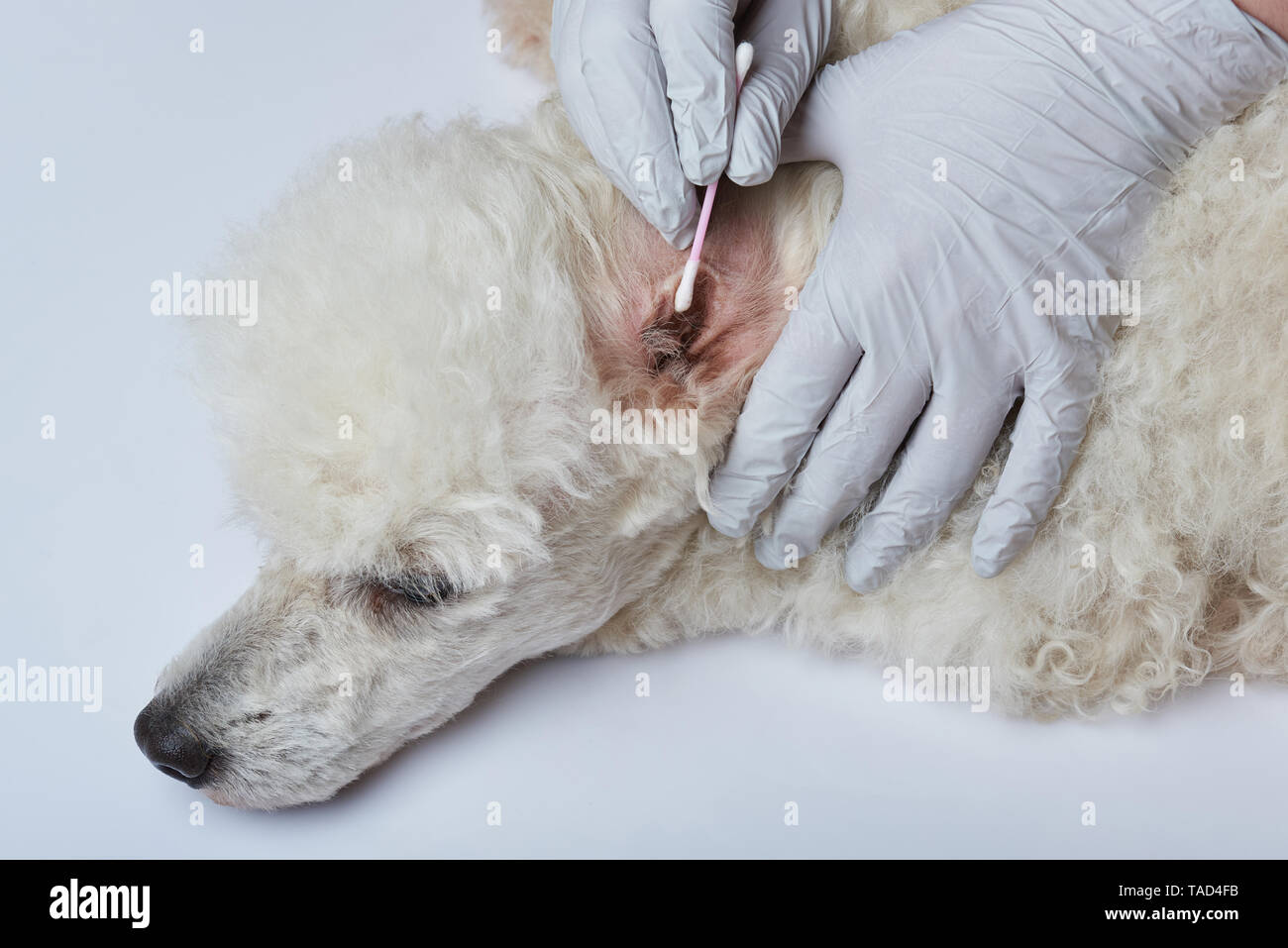 Service de nettoyage des oreilles de chien. Médecin vétérinaire chien contrôle Banque D'Images