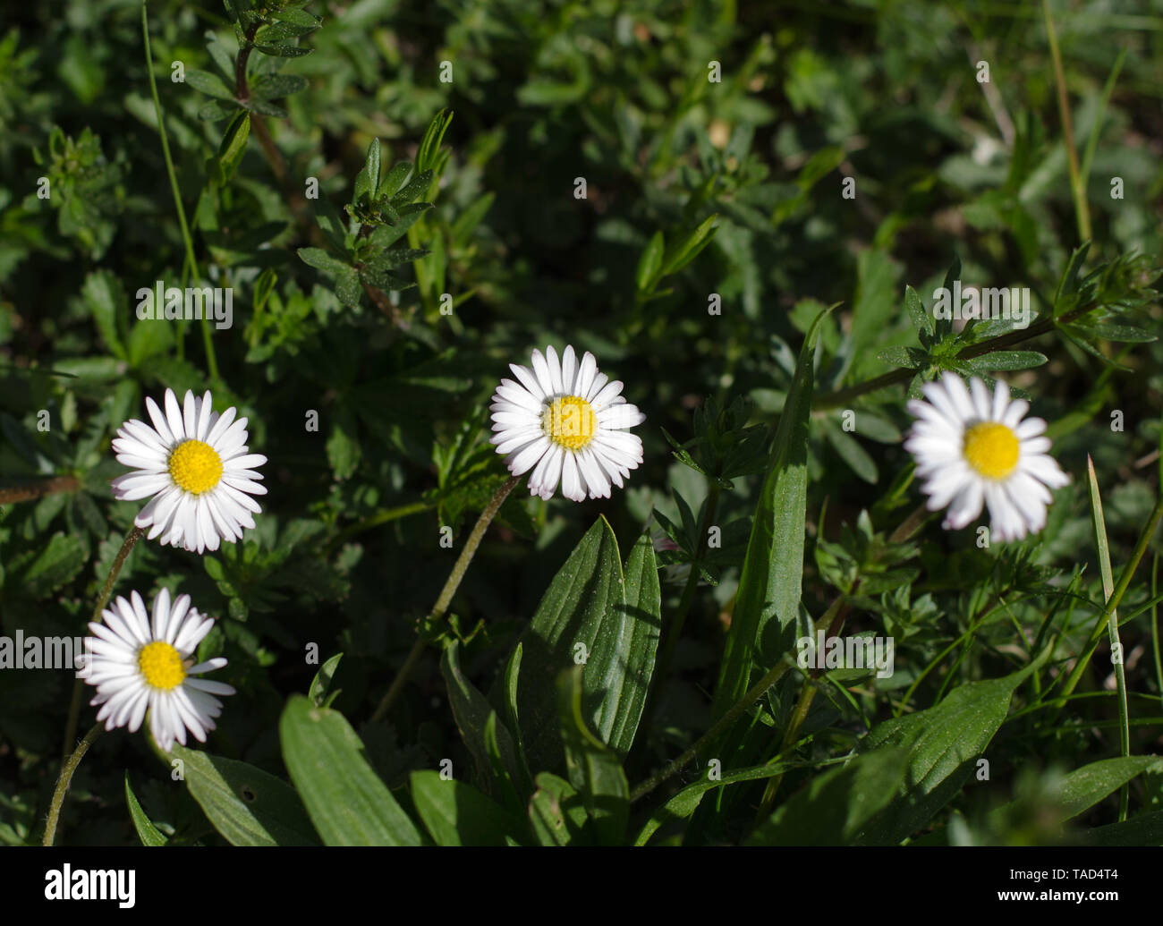Un groupe de Bellis perennis dans l'herbe au printemps Banque D'Images