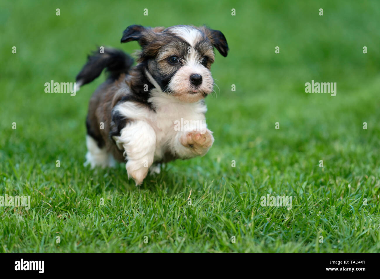 Cute little havanese puppy dog est en marche dans l'herbe Banque D'Images