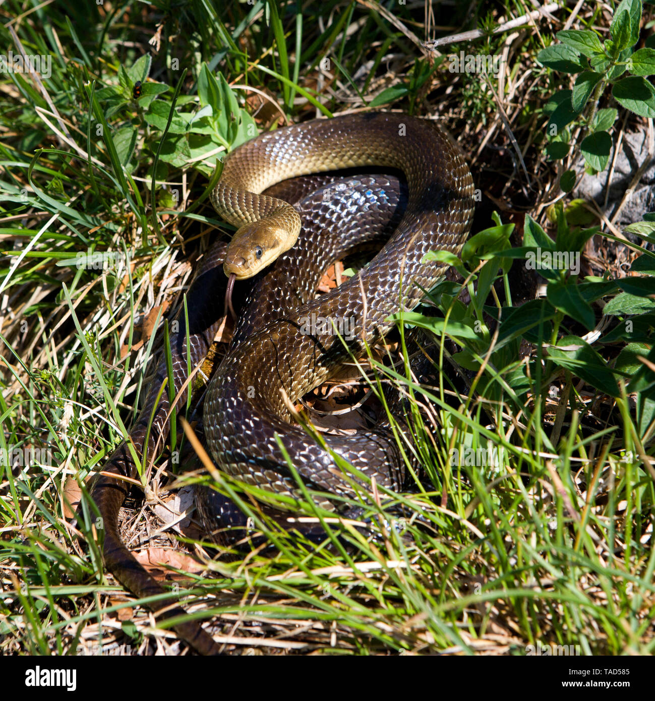 L'Autriche, Salzkammergut, Aesculapian snake in grass Banque D'Images