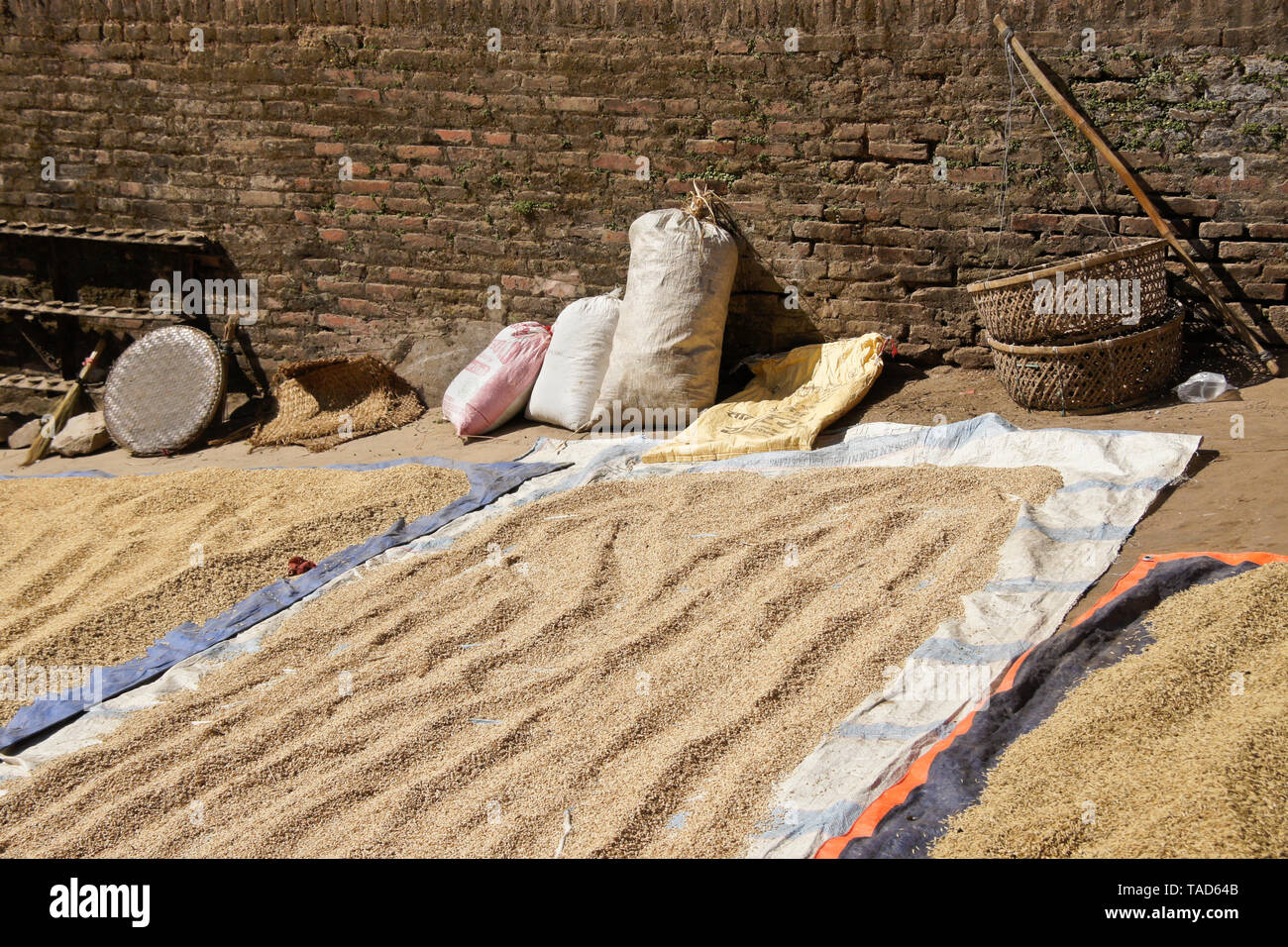 Récolte de riz séchant au soleil, Bhaktapur, Vallée de Katmandou, Népal Banque D'Images