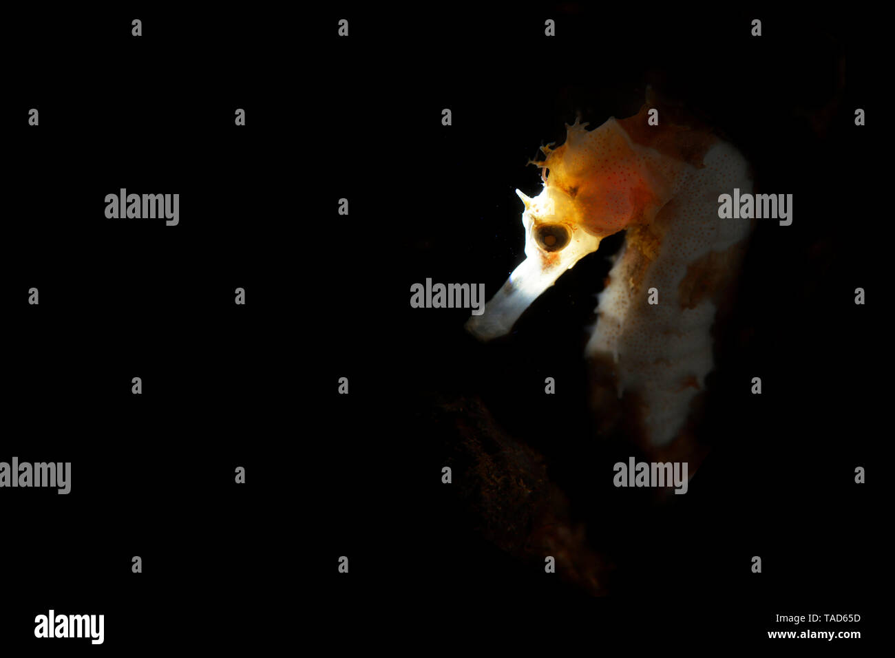 Hippocampe épineux, Close up Banque D'Images