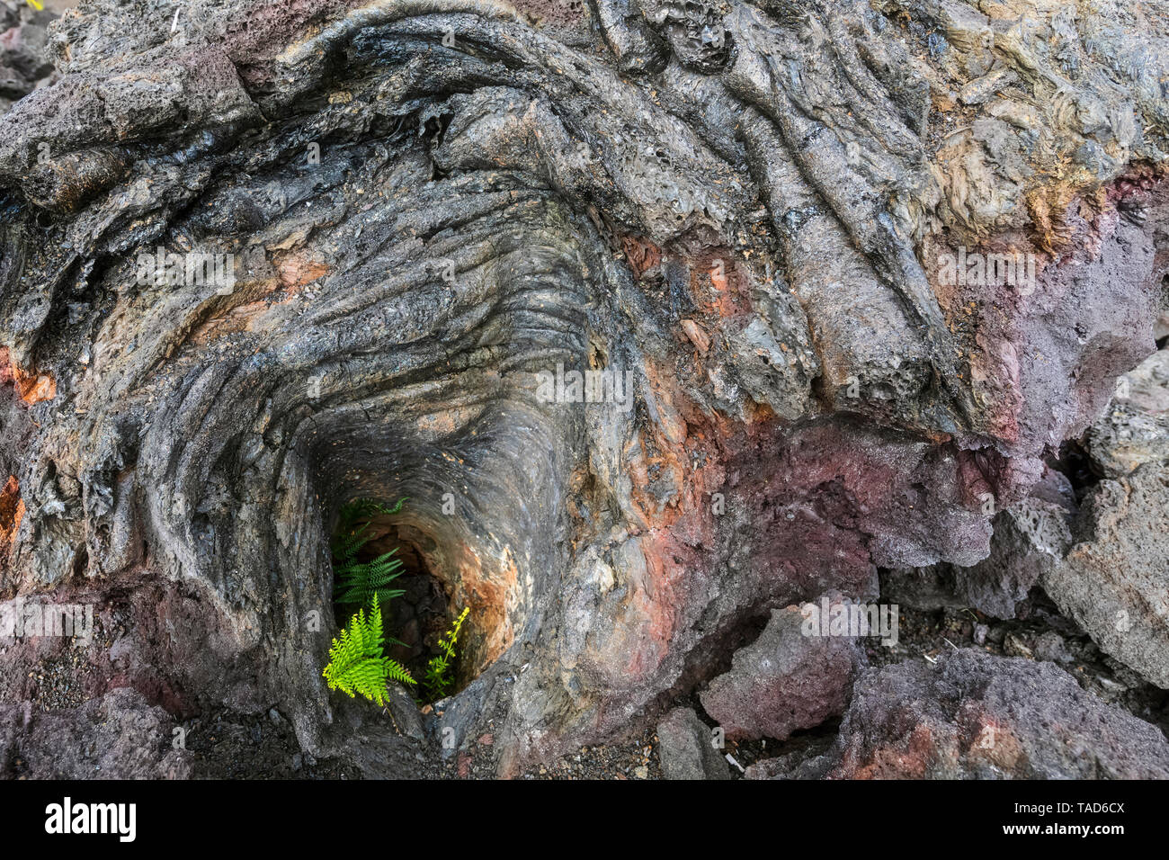 USA, New York, le Parc National des Volcans, des fougères poussant sur les roches ignées Banque D'Images