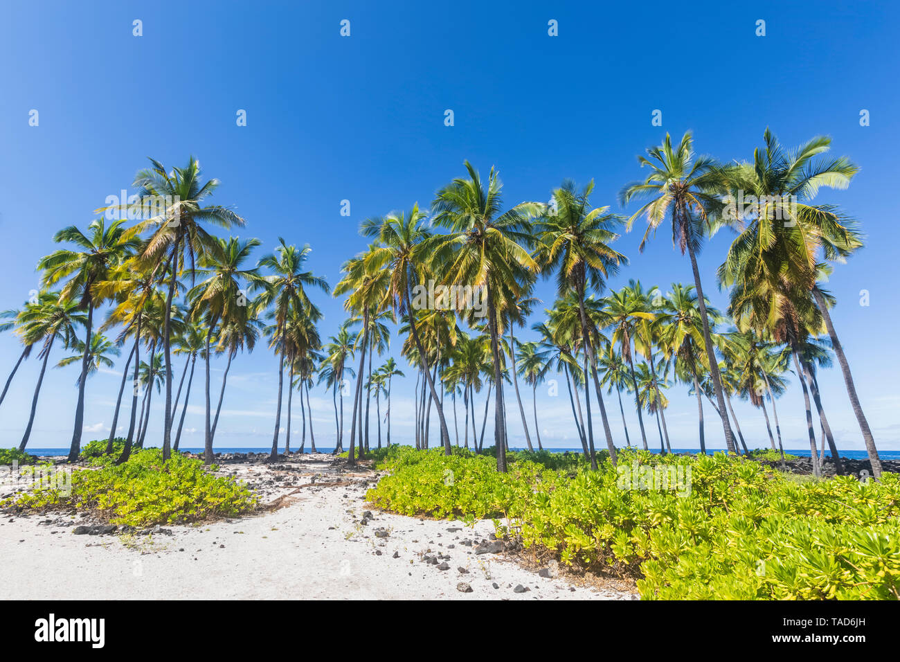 USA, Hawaii, Big Island, Pu'uhonua o Honaunau National Park, de palmiers sur la plage Banque D'Images