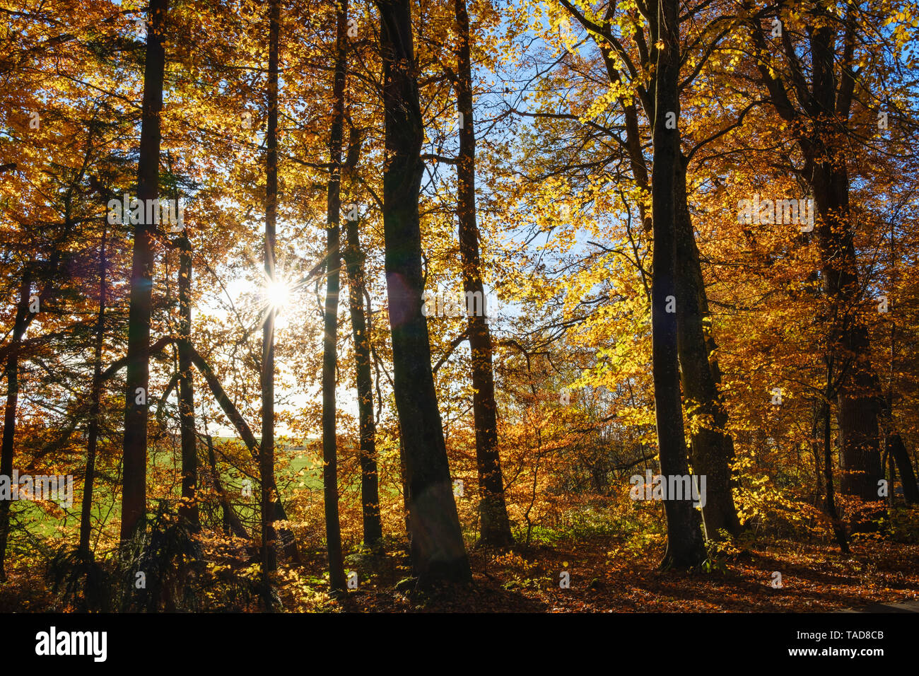Allemagne, Bavière, forêt de hêtres d'automne sous le soleil près de Dietramszell Banque D'Images